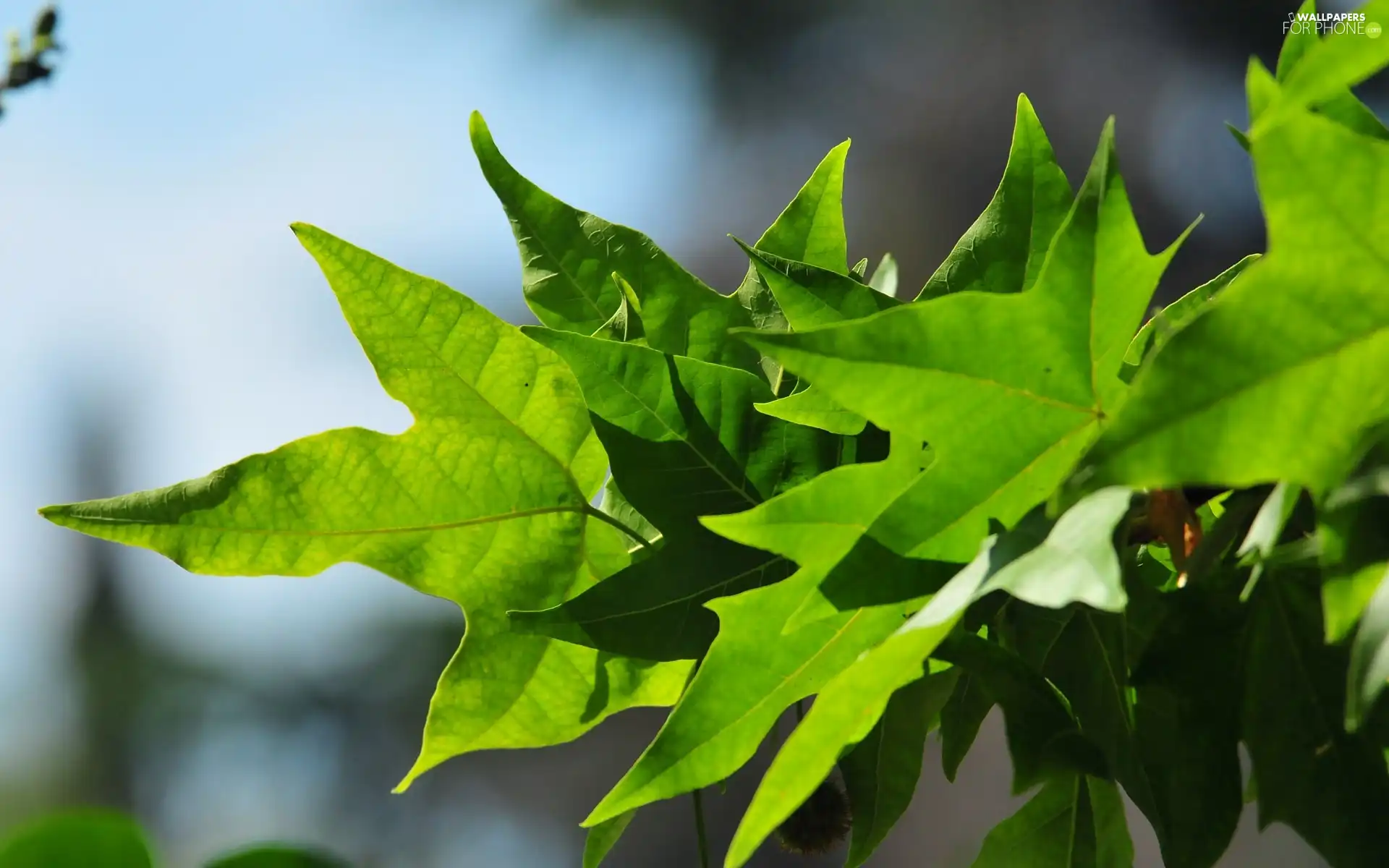 maple, green ones, Leaf