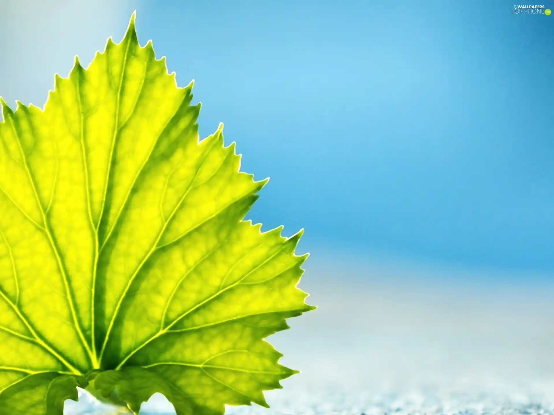 leaf, Sky, Green