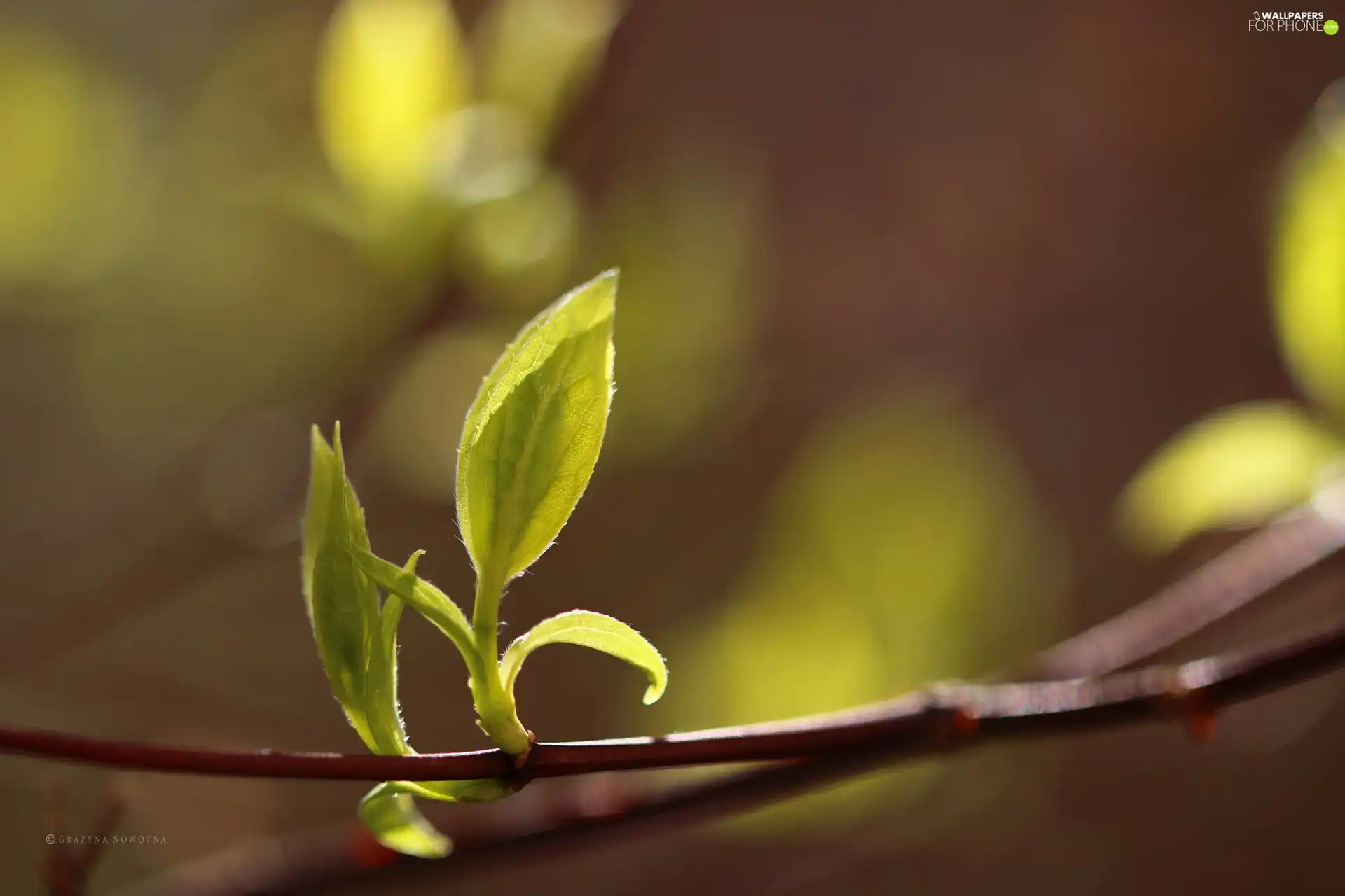 young, green ones, Leaf