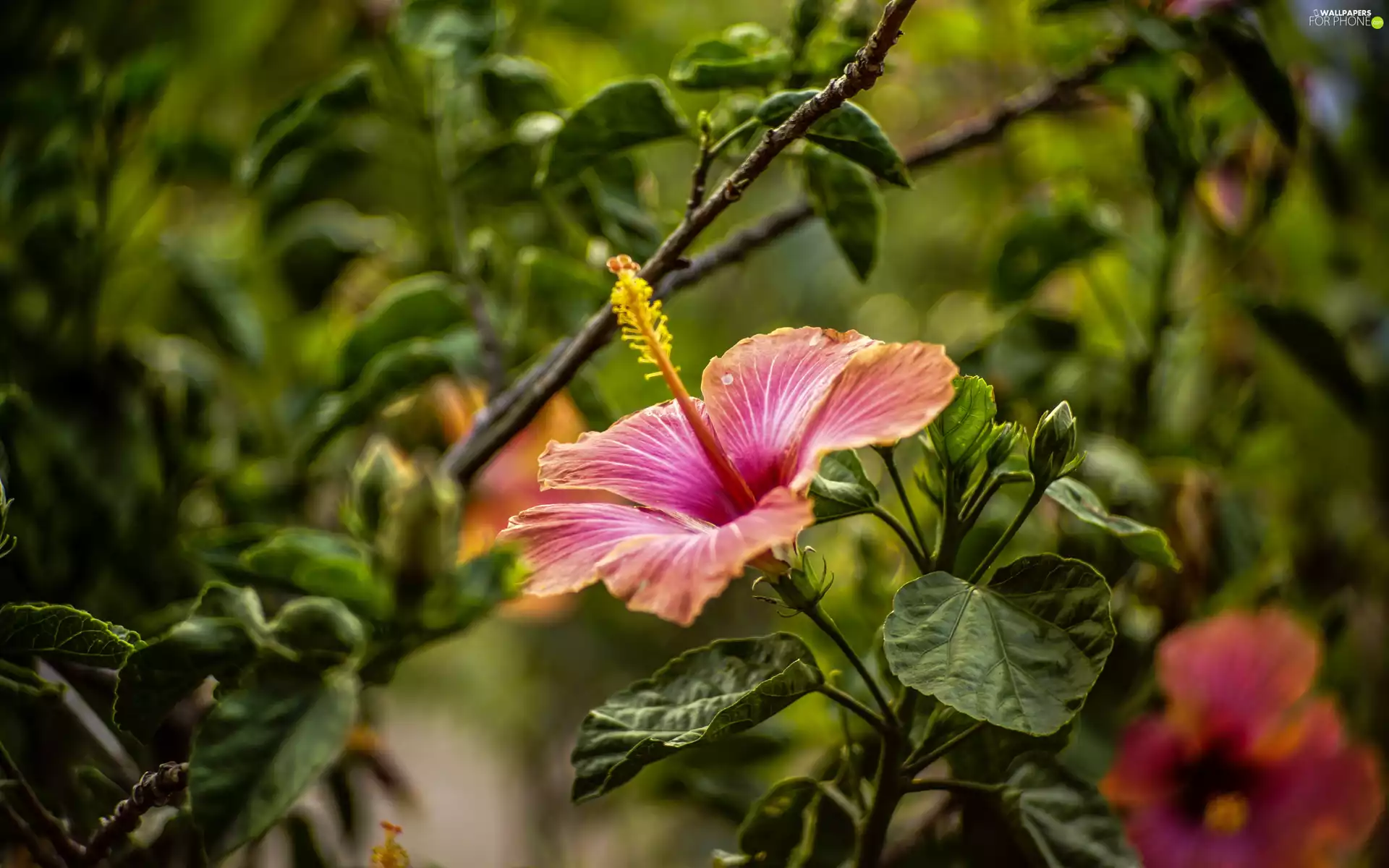 Leaf, Flowers, hibiskus