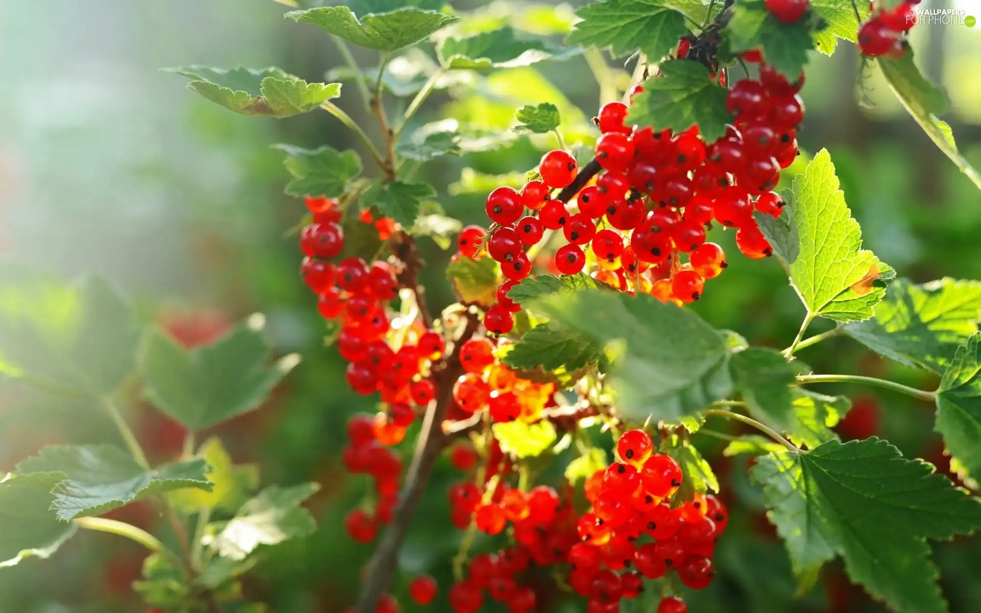 red hot, Twigs, Leaf, currant