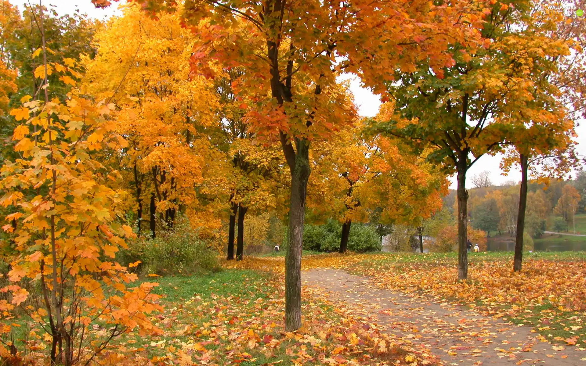 Leaf, lake, trees, viewes, Path