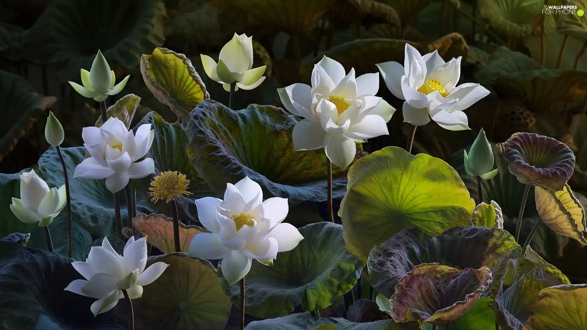 Leaf, Flowers, lotuses