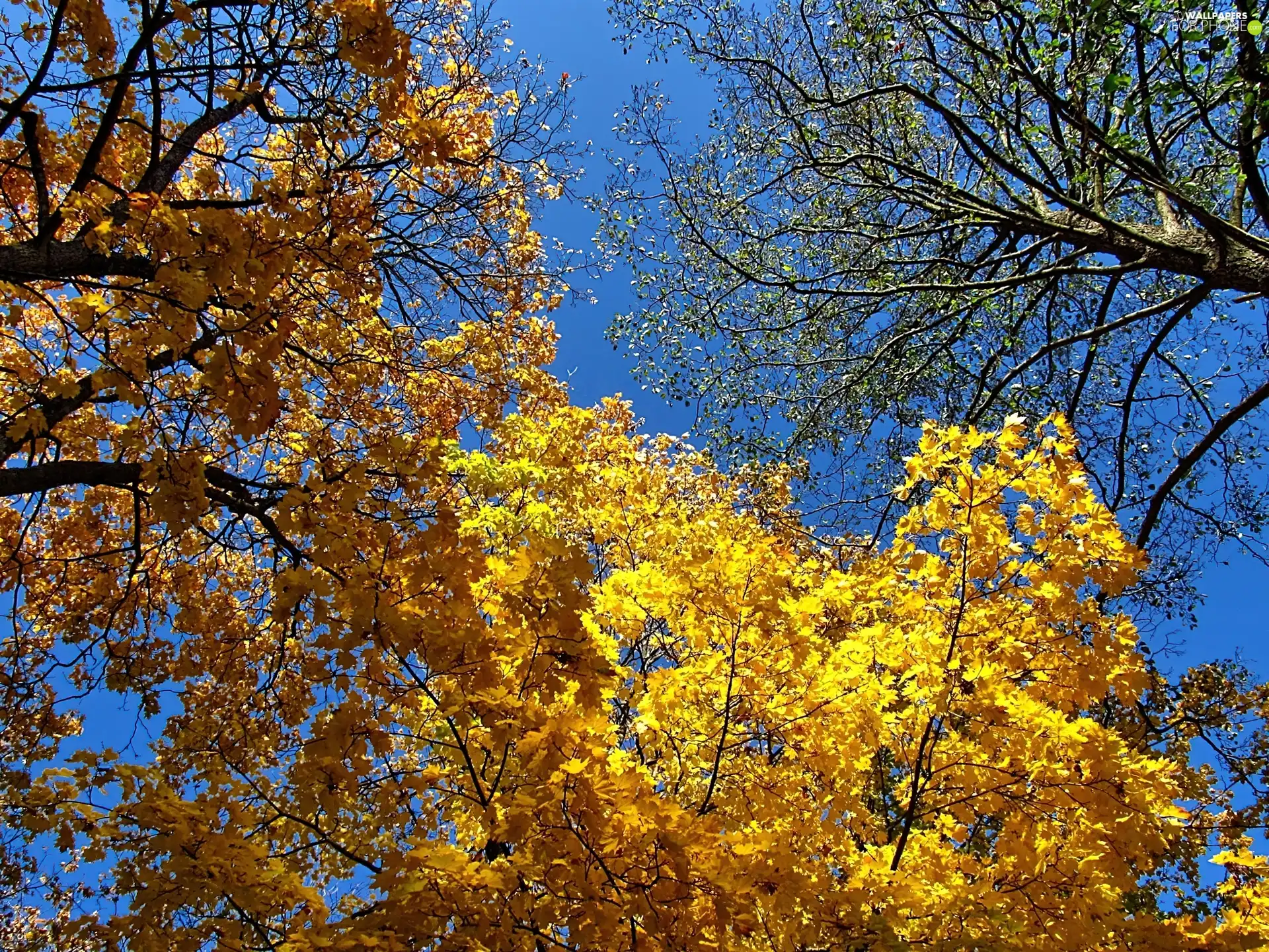 Leaf, autumn, maple