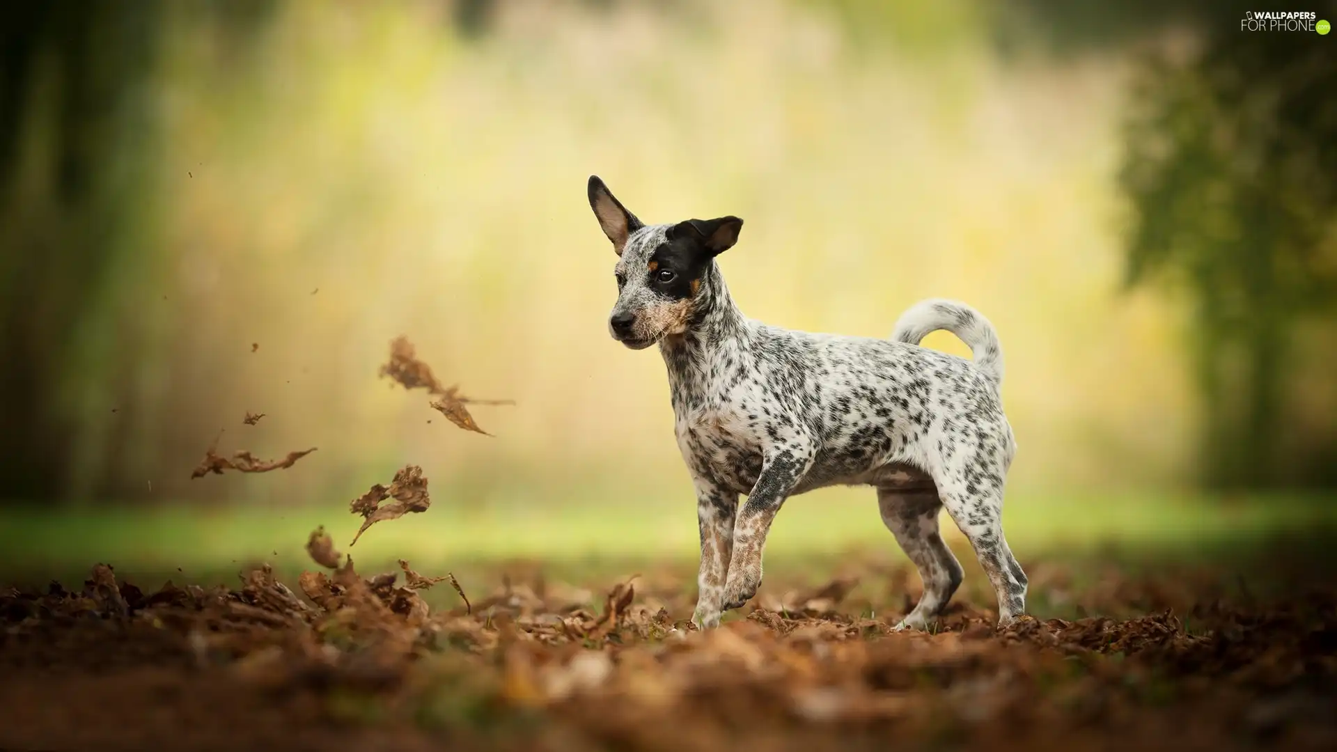 fuzzy, background, car in the meadow, Leaf, dog