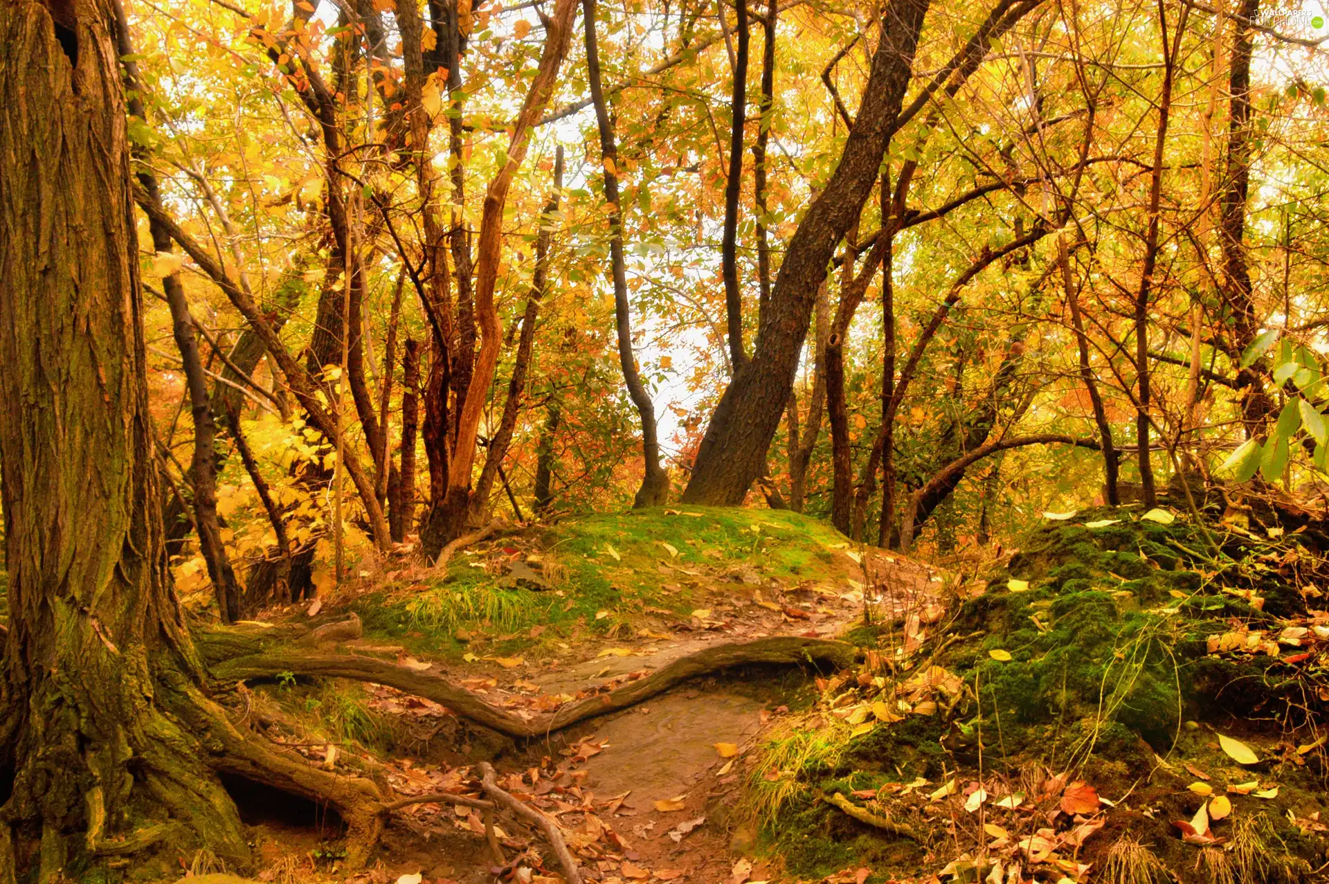 Leaf, mosses, forest, fallen, Autumn