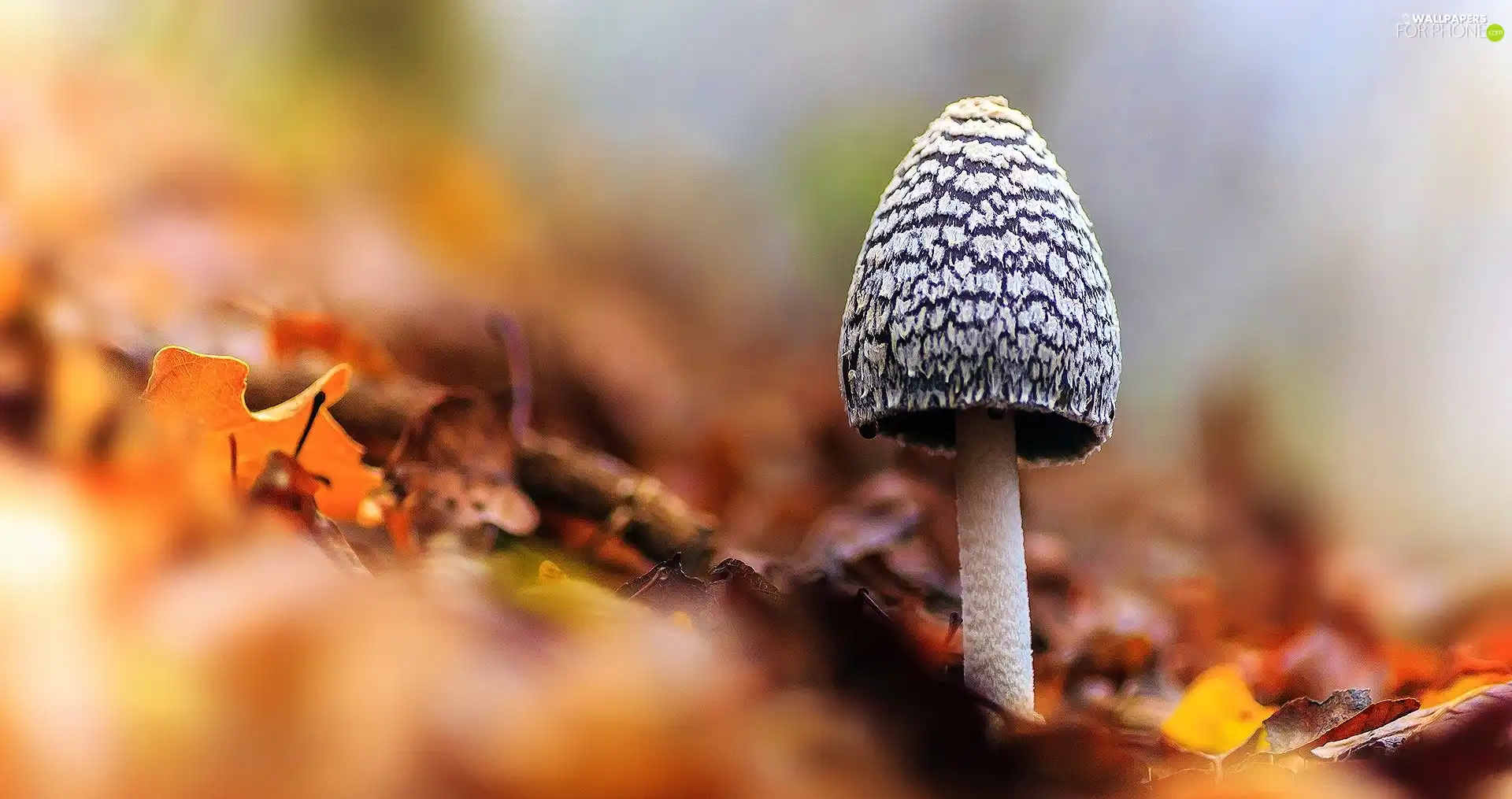 Mushrooms, Leaf