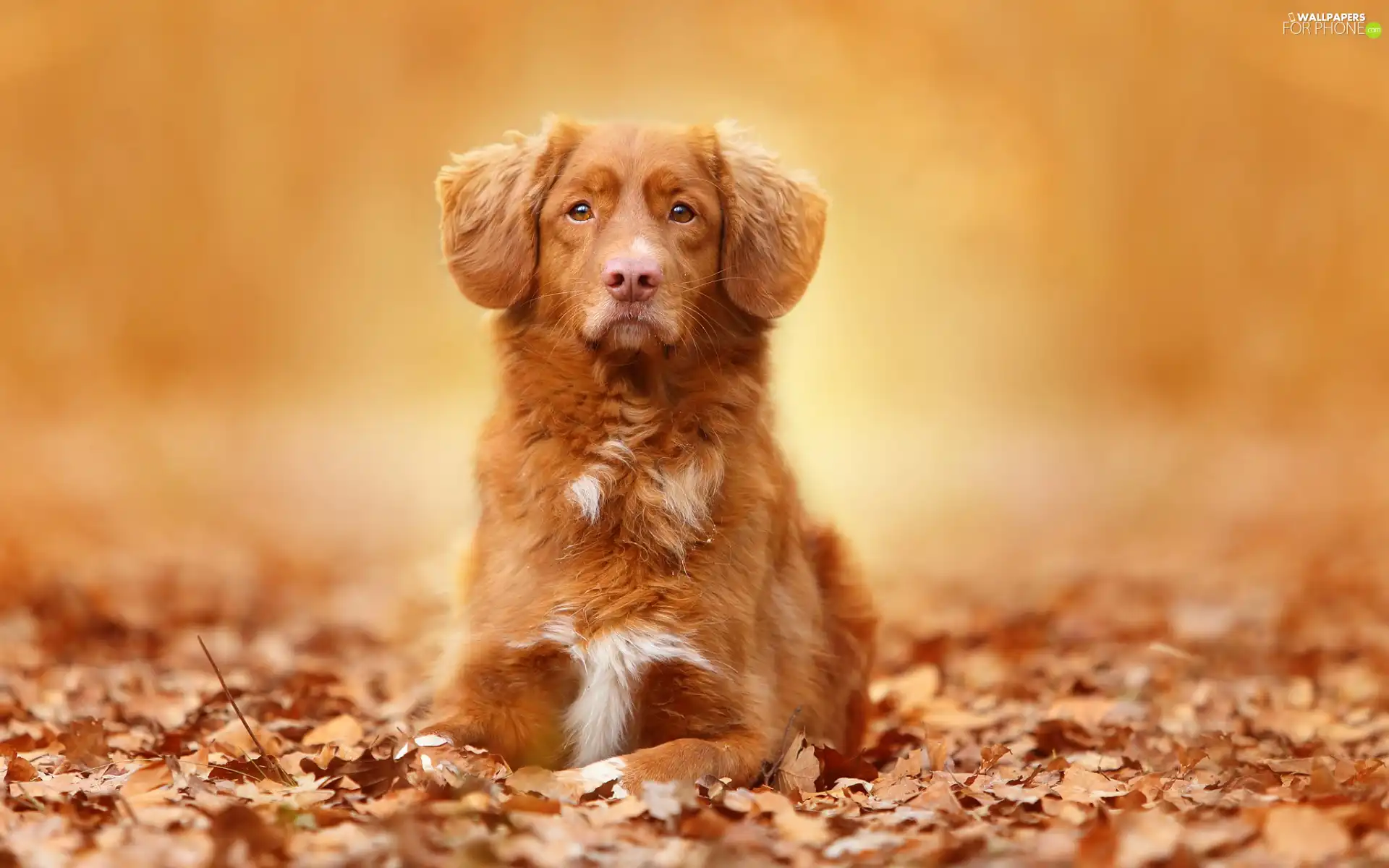 Retriever Nova Scotia, Leaf