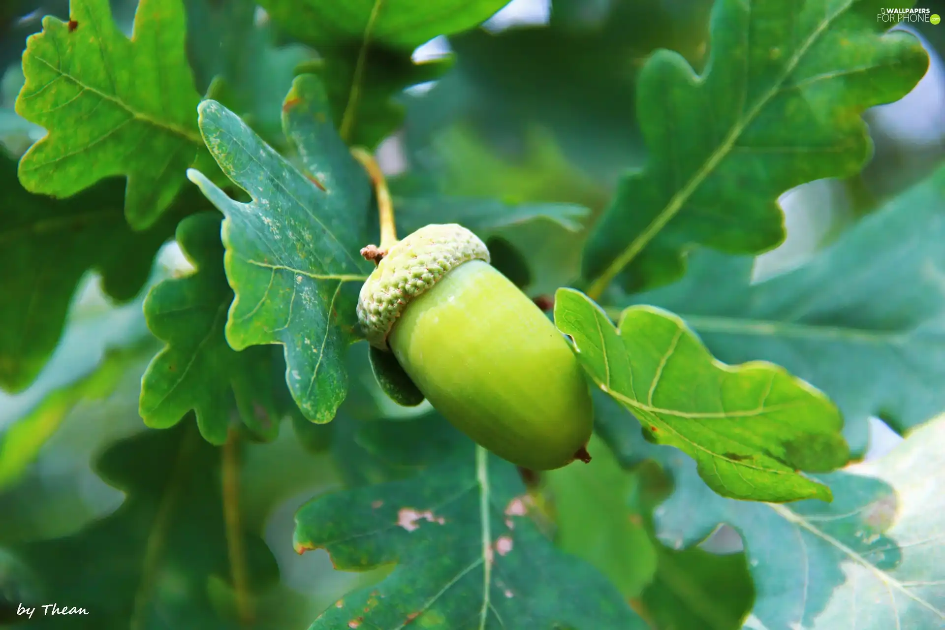 Leaf, acorn, oak
