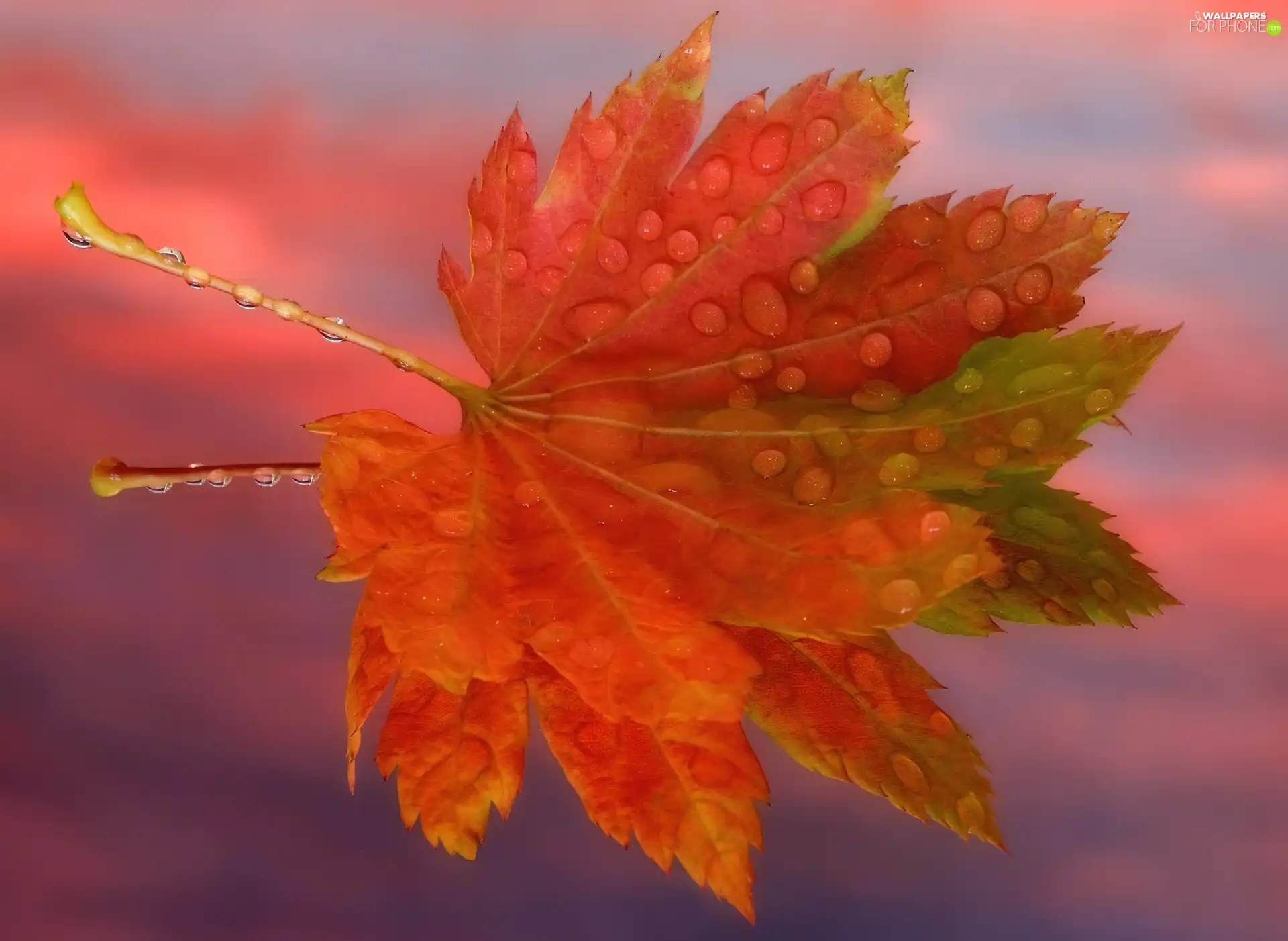 Orange, Leaf