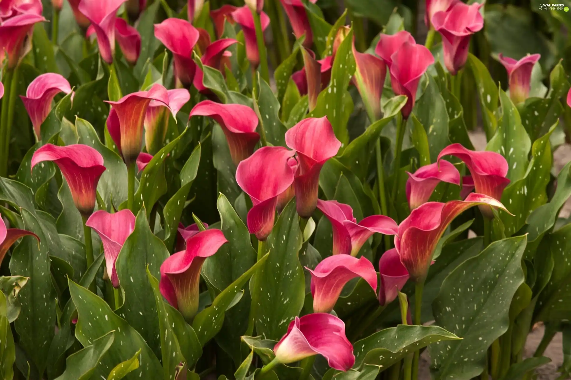 Pink, green ones, Leaf, Kalia