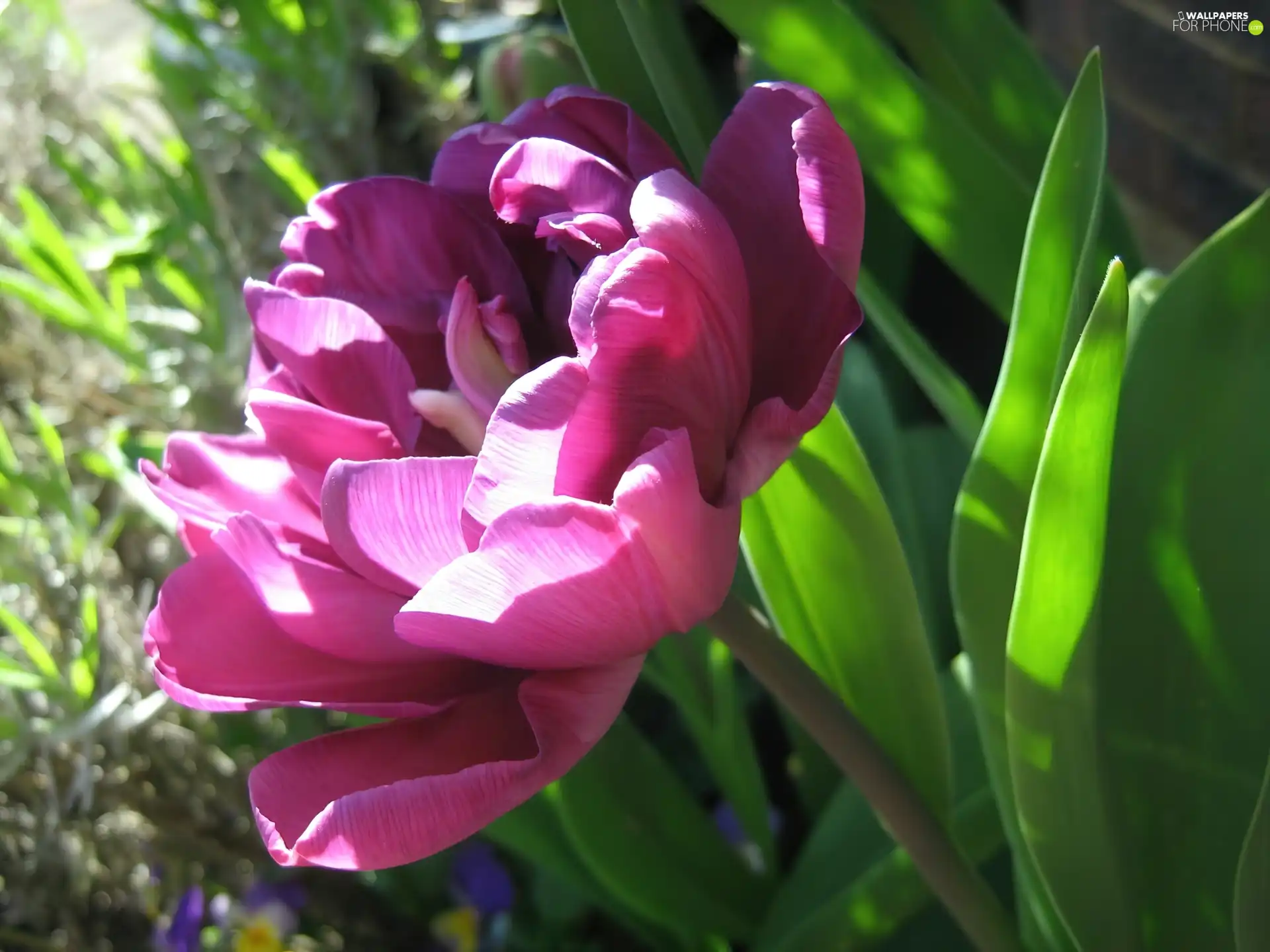 Pink, tulip, Leaf, full