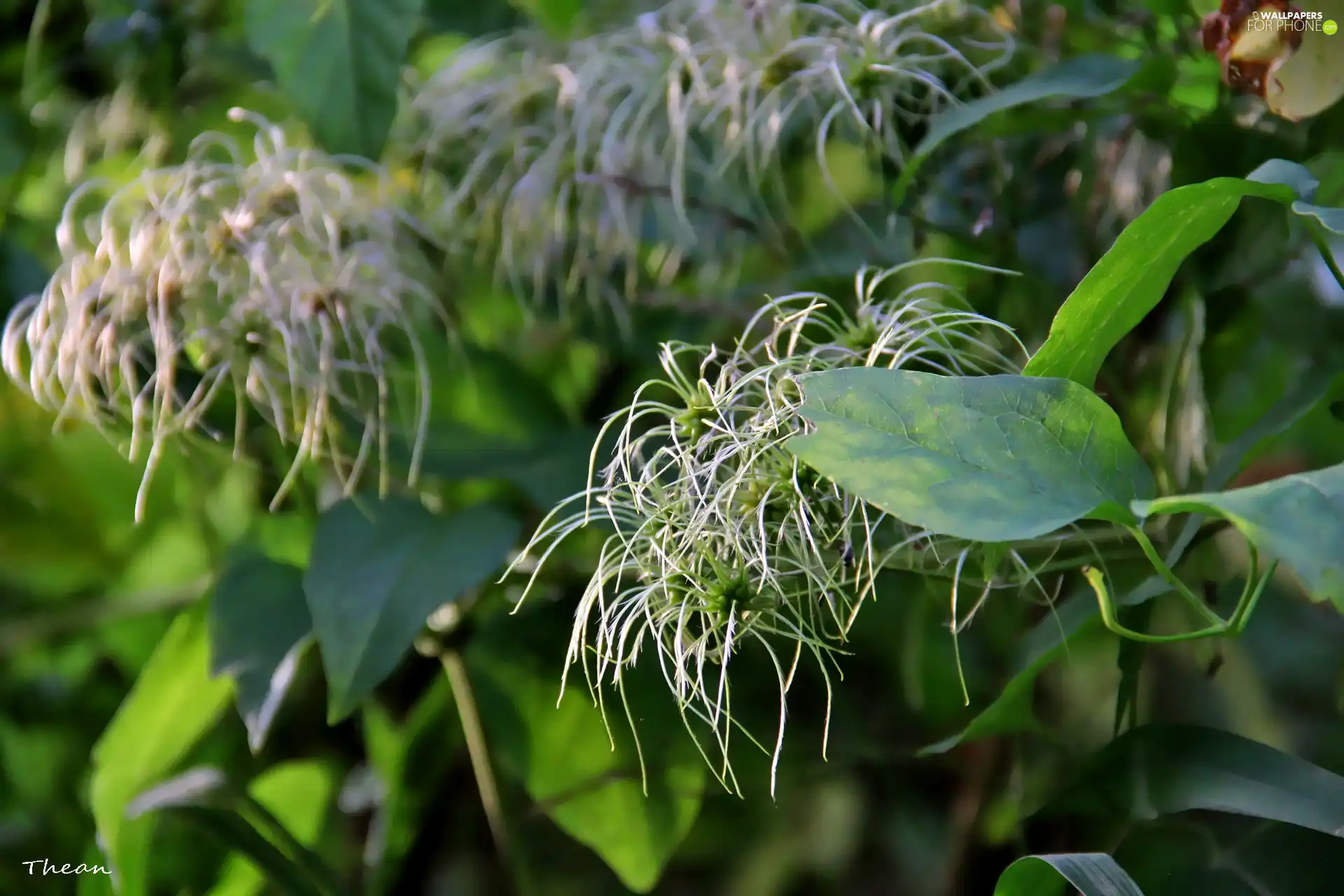 plant, Leaf