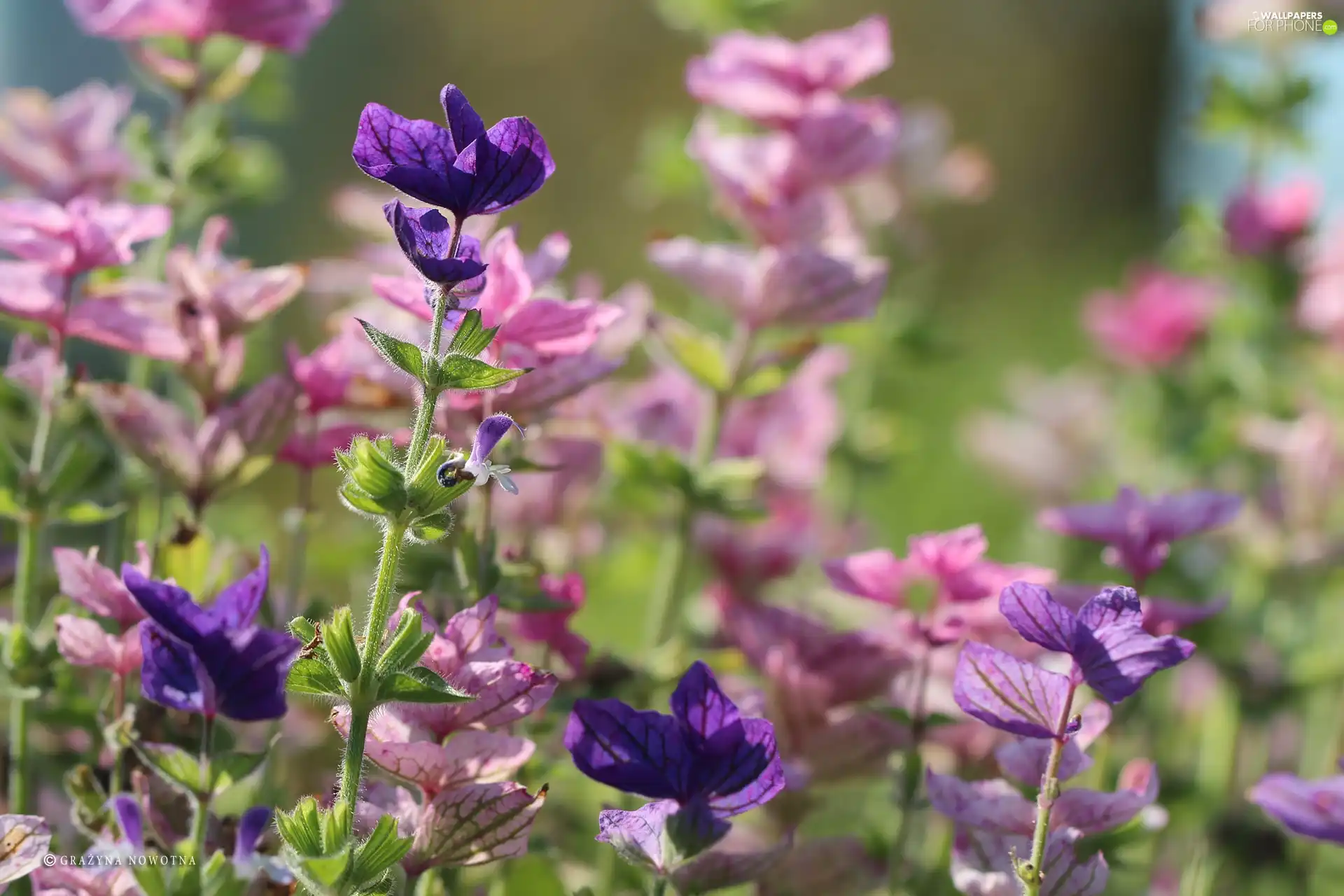 Plants, purple, Leaf, Pink