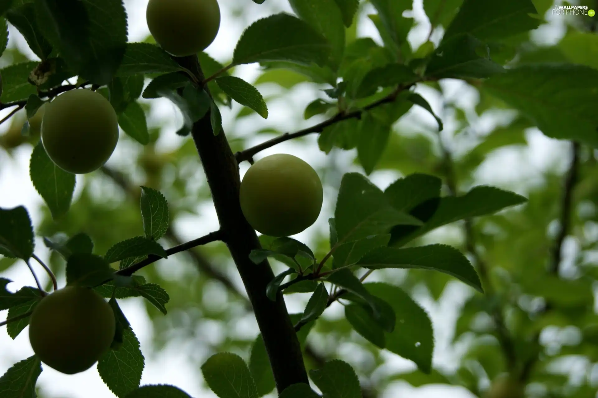 Leaf, trees, plums