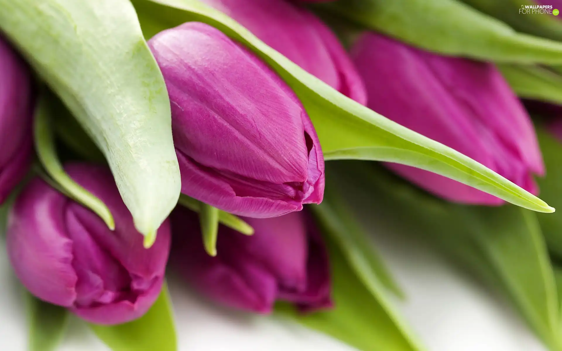 purple, green ones, Leaf, Tulips