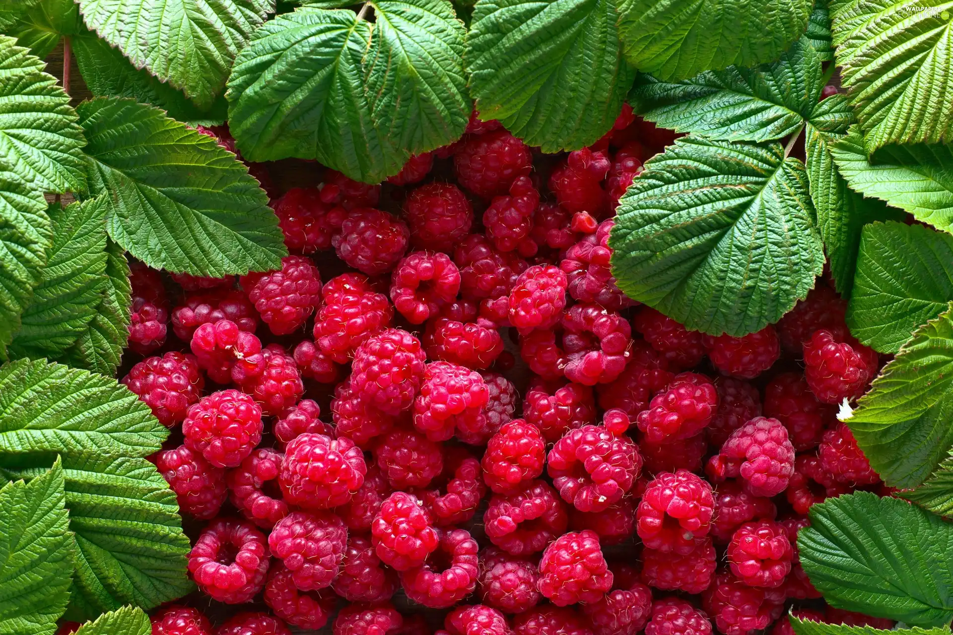 raspberries, Leaf