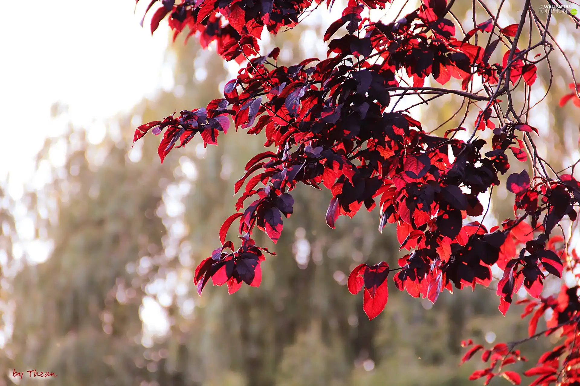 Red, Leaf