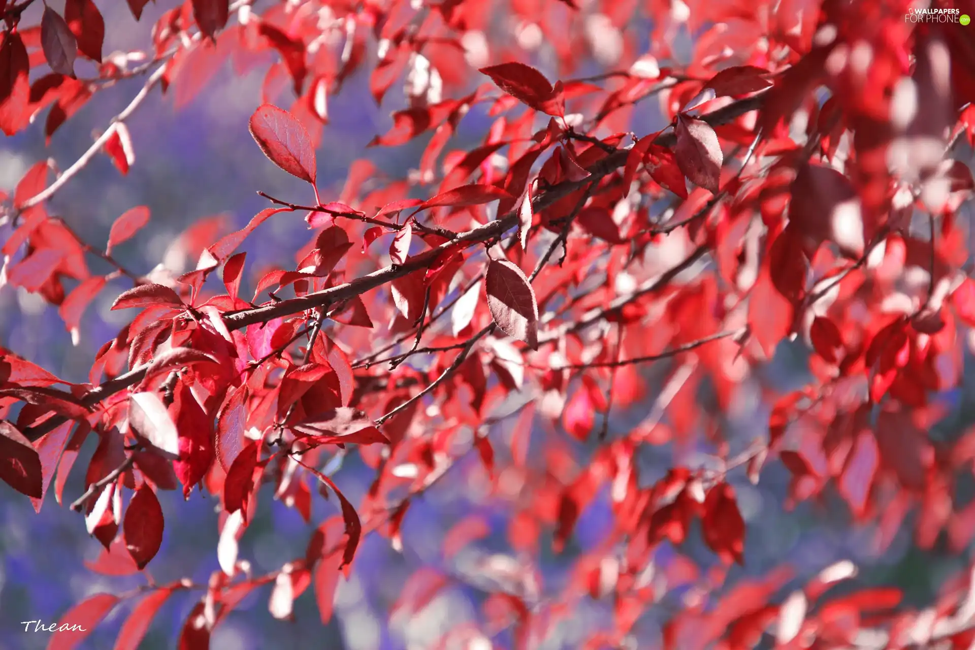 Red, Leaf