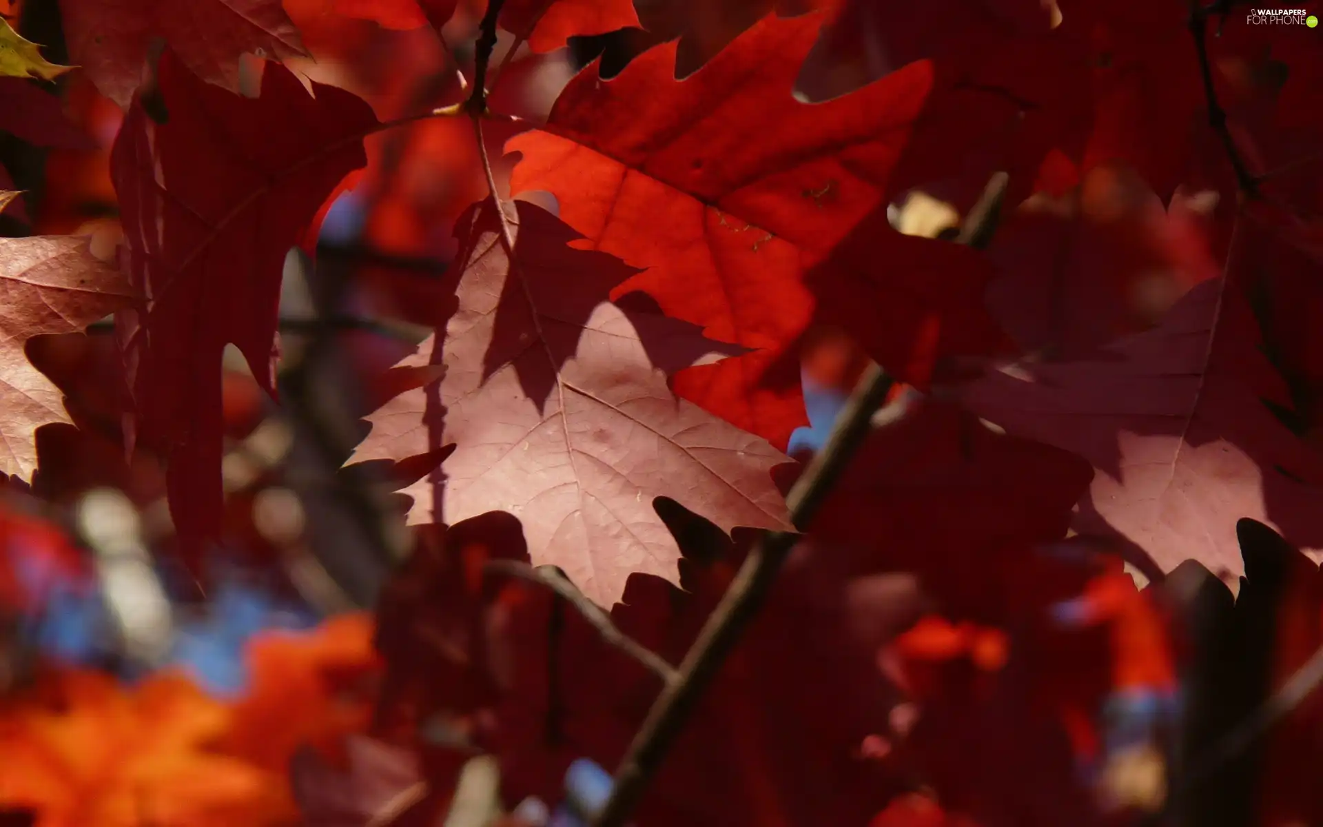 Red, Leaf