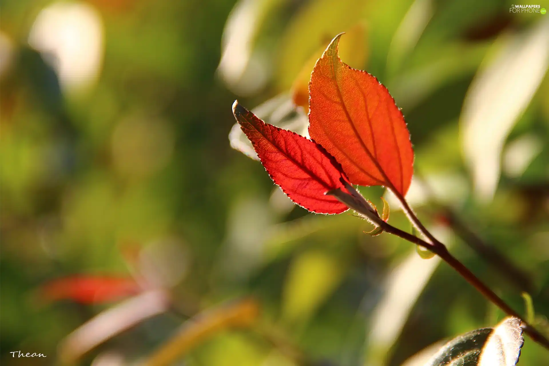 Red, Leaf