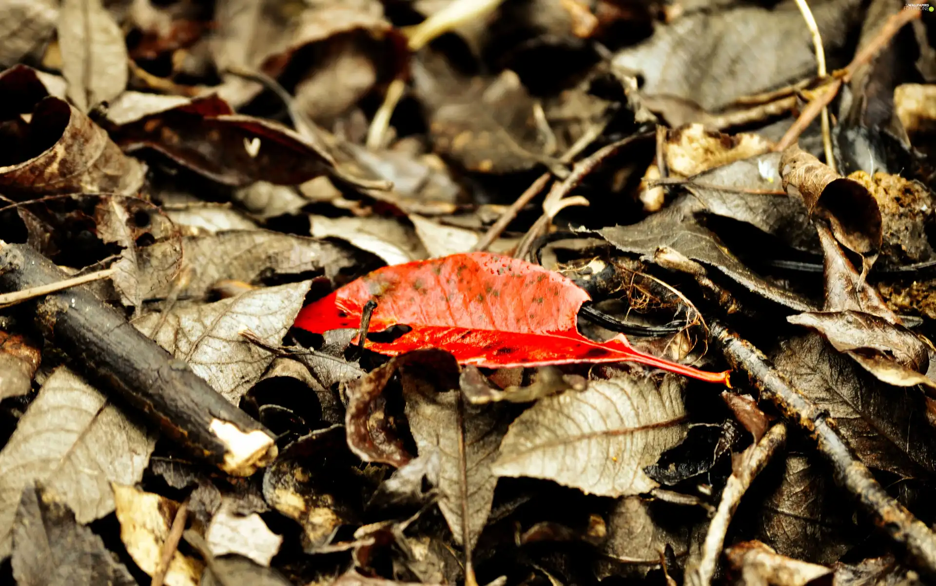 Red, leaf