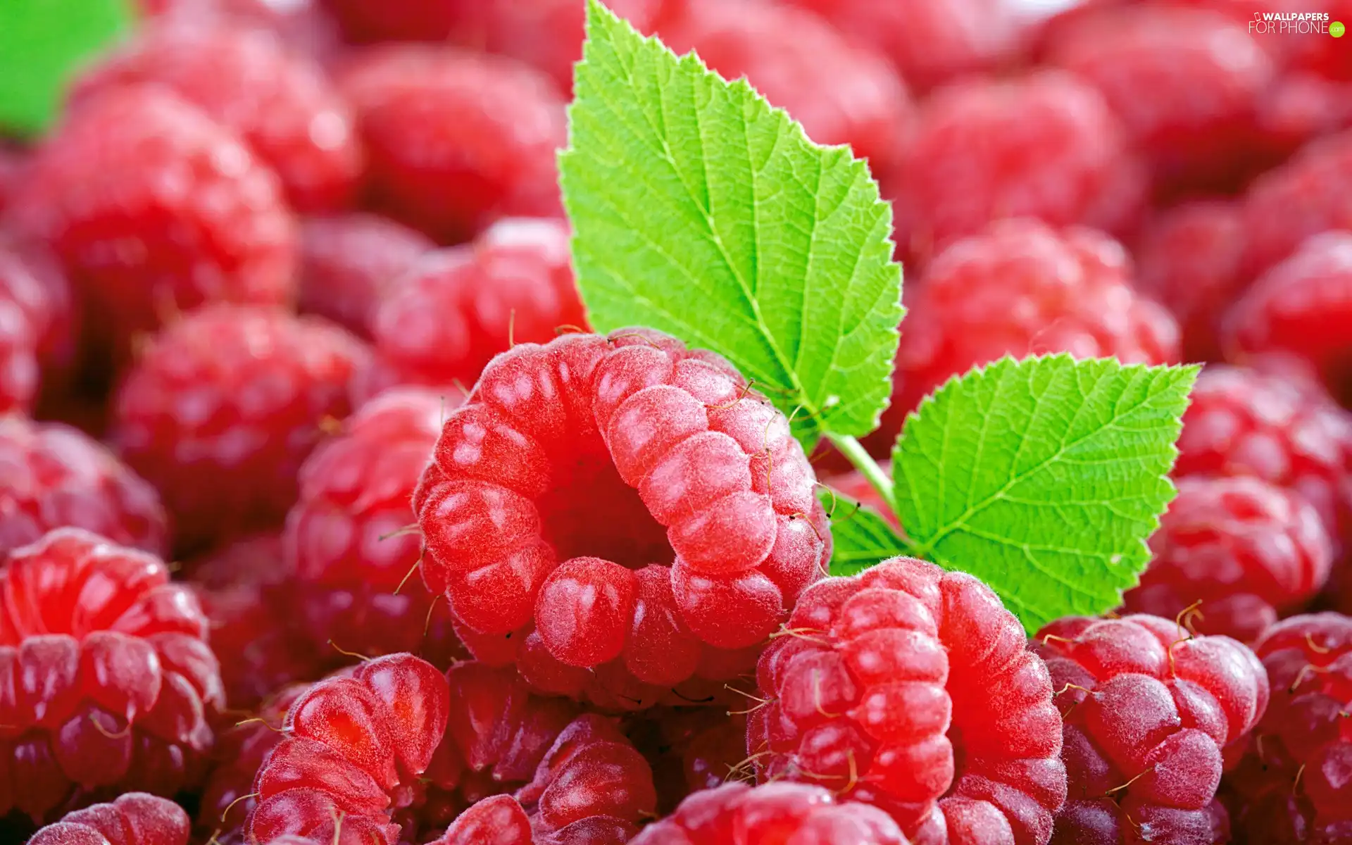 Red, Green, leaf, raspberries