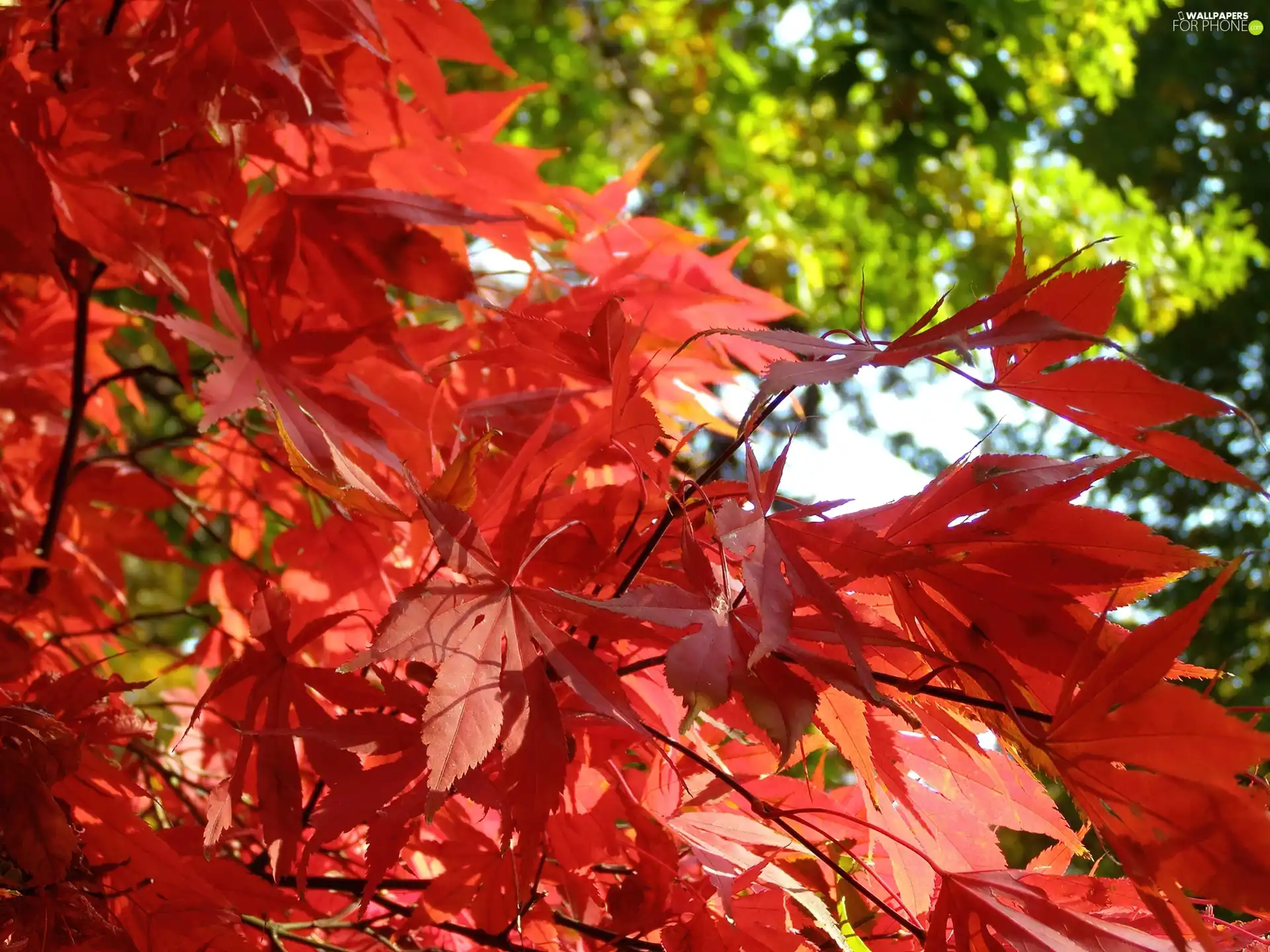 Leaf, maple, Red