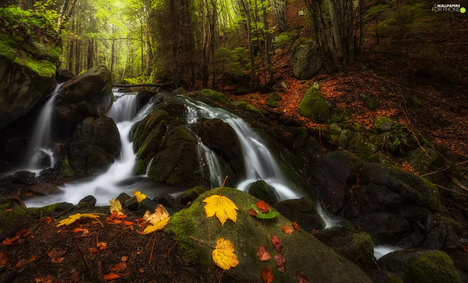 mossy, forest, Stones, Leaf, rocks, River