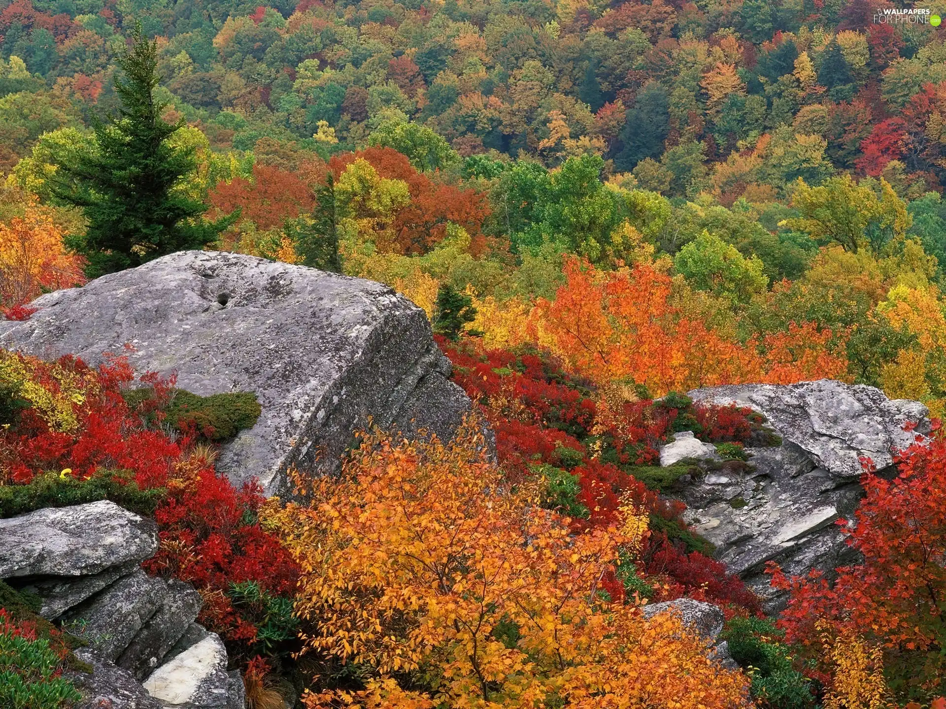 rocks, color, Leaf, woods