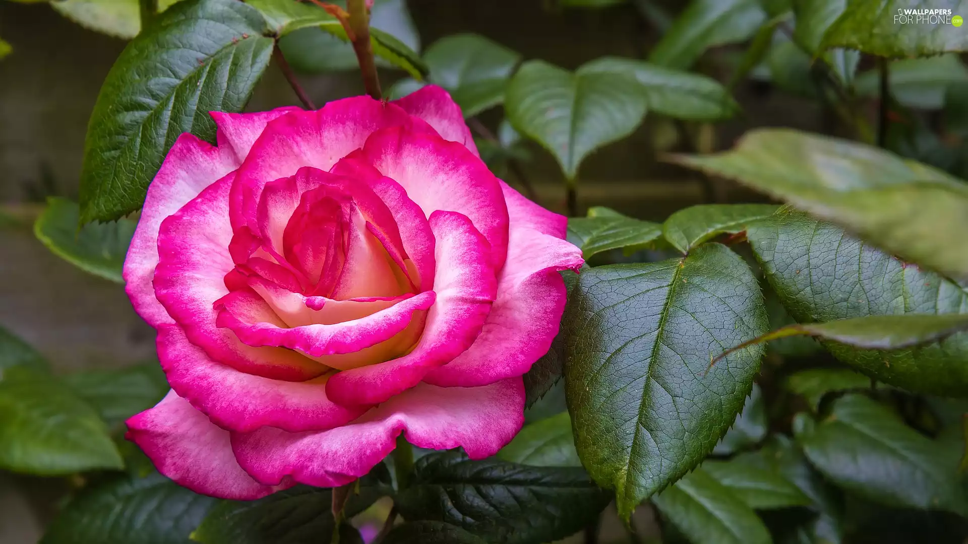 Leaf, Blossoming, rose