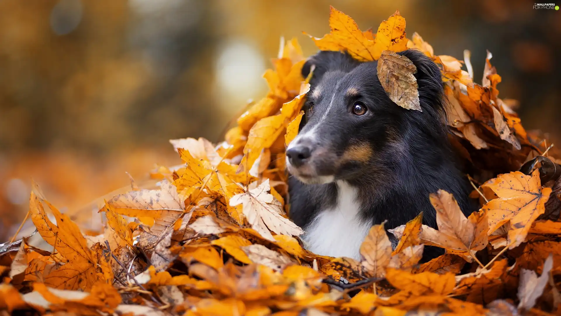 autumn, Scottish Shepherd, Leaf