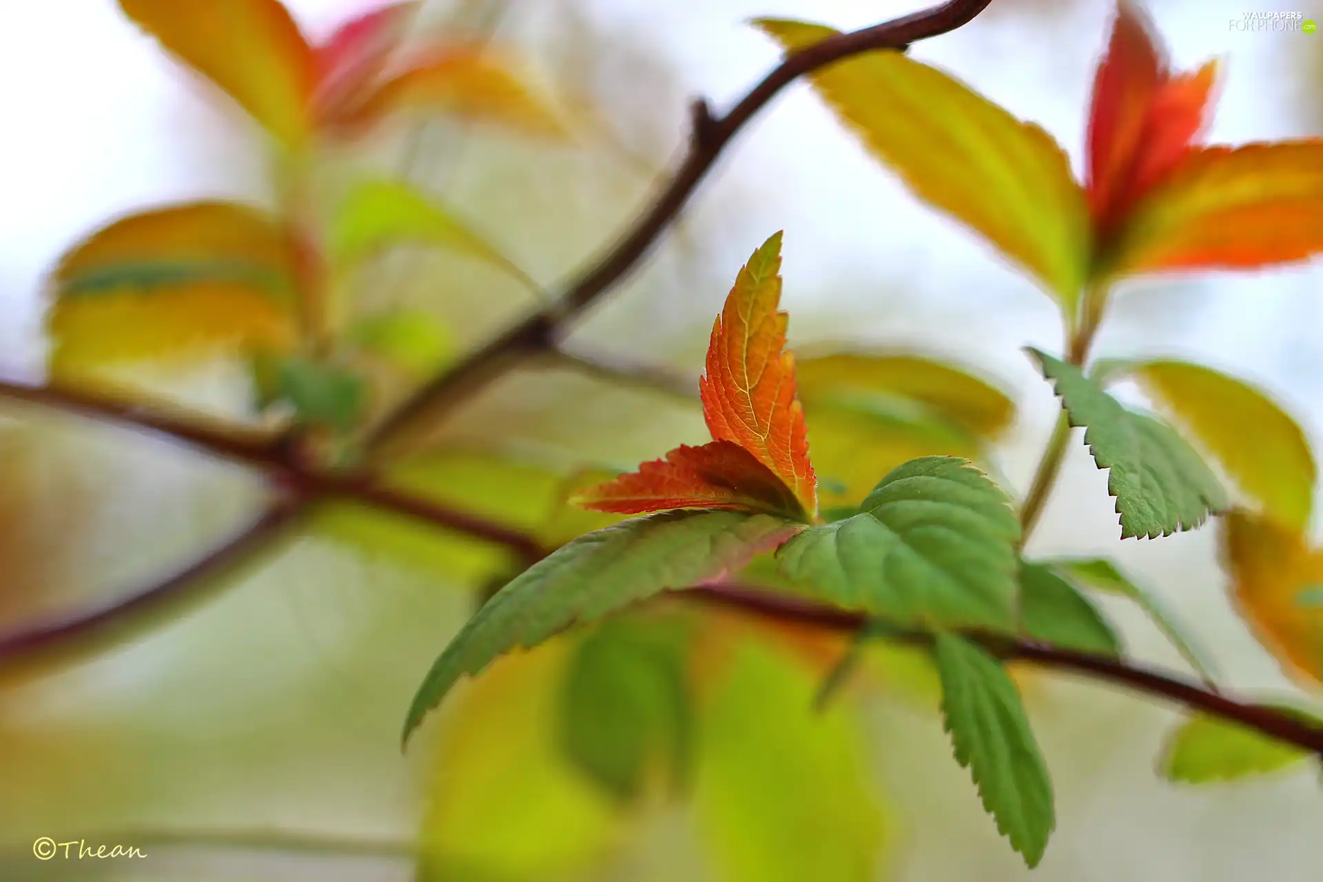 Japanese Spirea, Red, Leaf, Bush