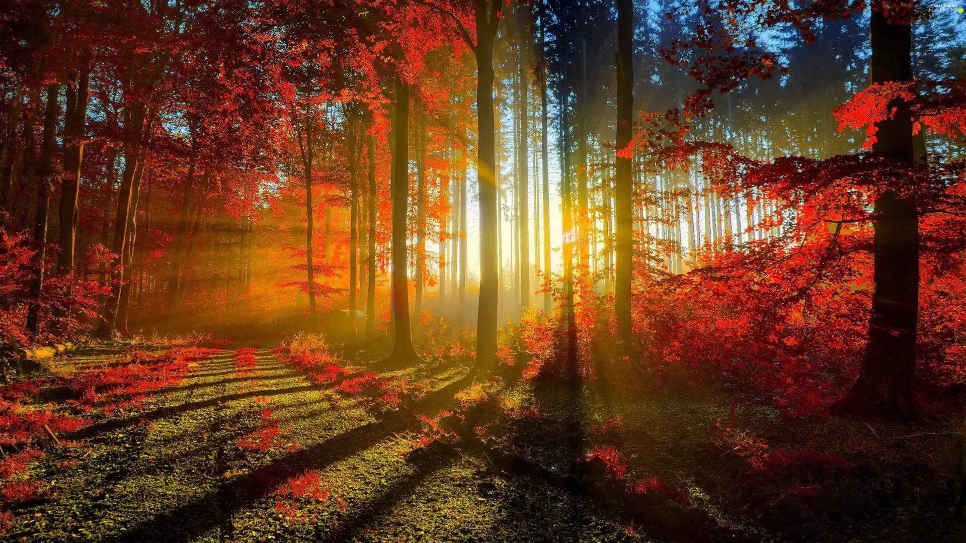color, viewes, rays, forest, trees, Leaf, sun
