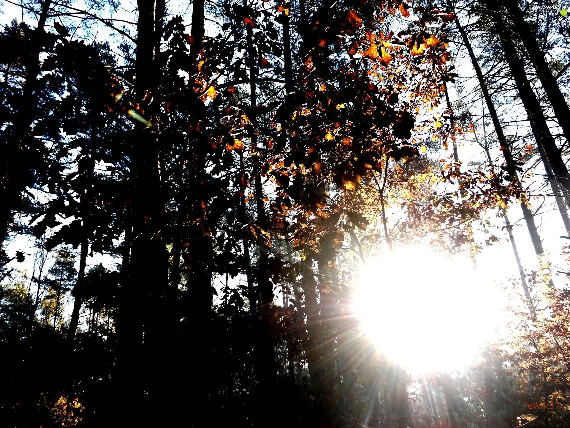 Brown, trees, maple, viewes, forest, Leaf, sun