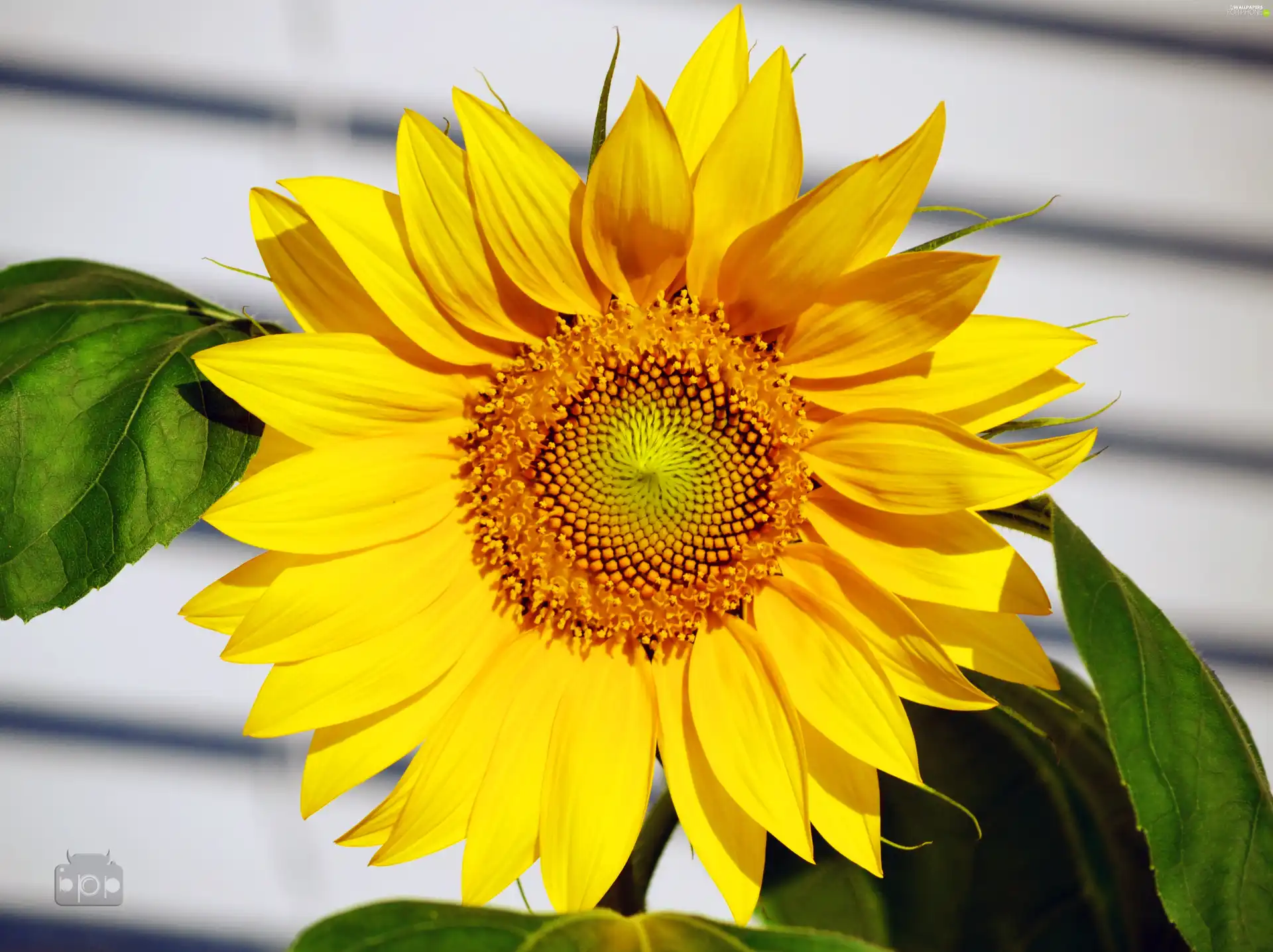 Sunflower, Leaf
