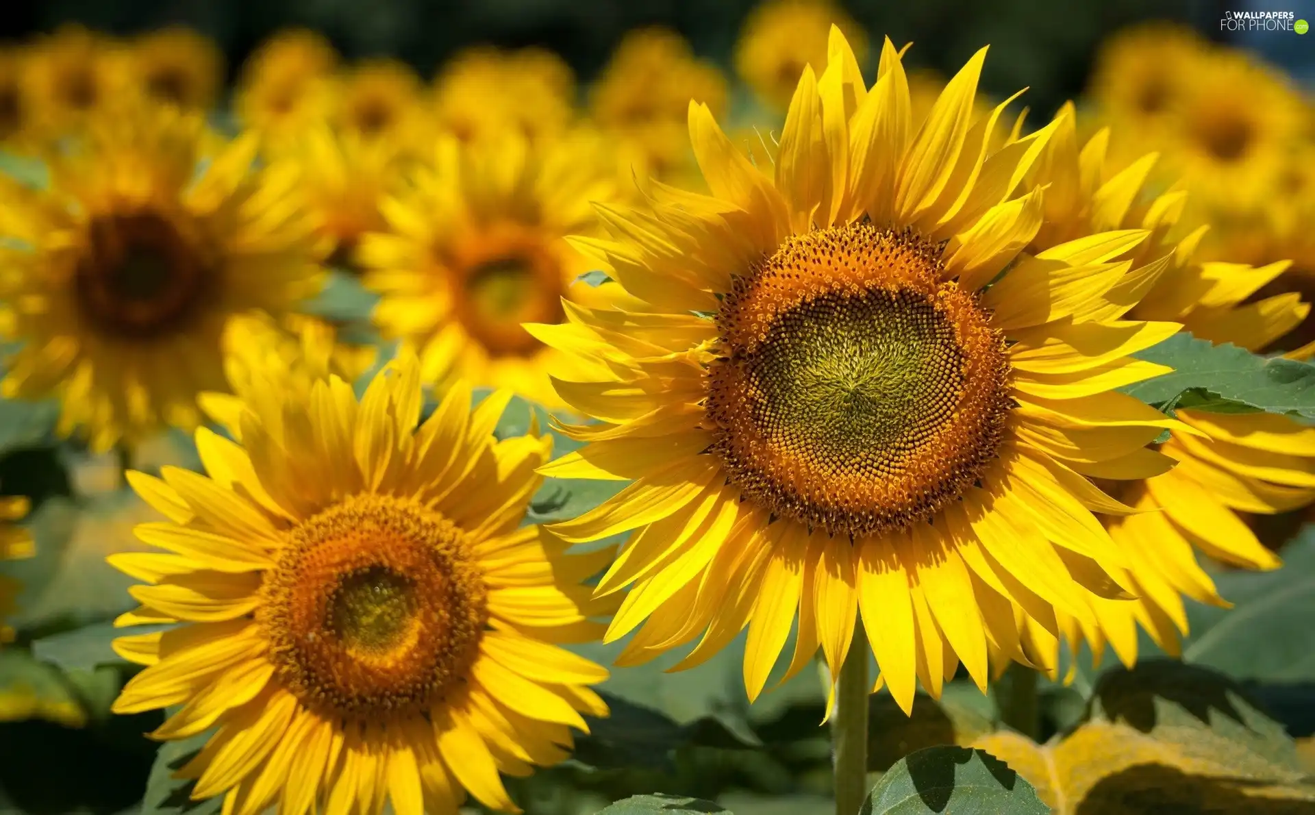 Leaf, Flowers, sunflower