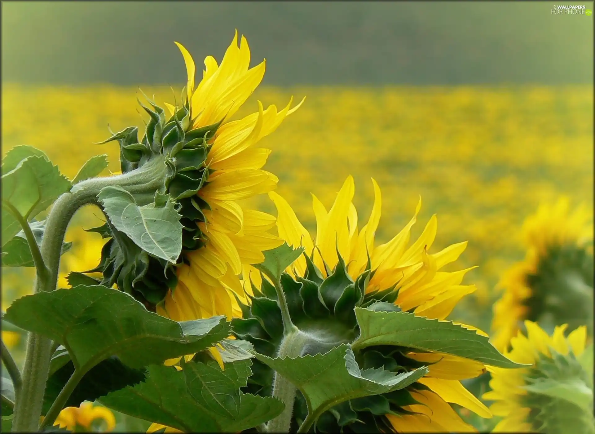 Nice sunflowers, green ones, Leaf, Field