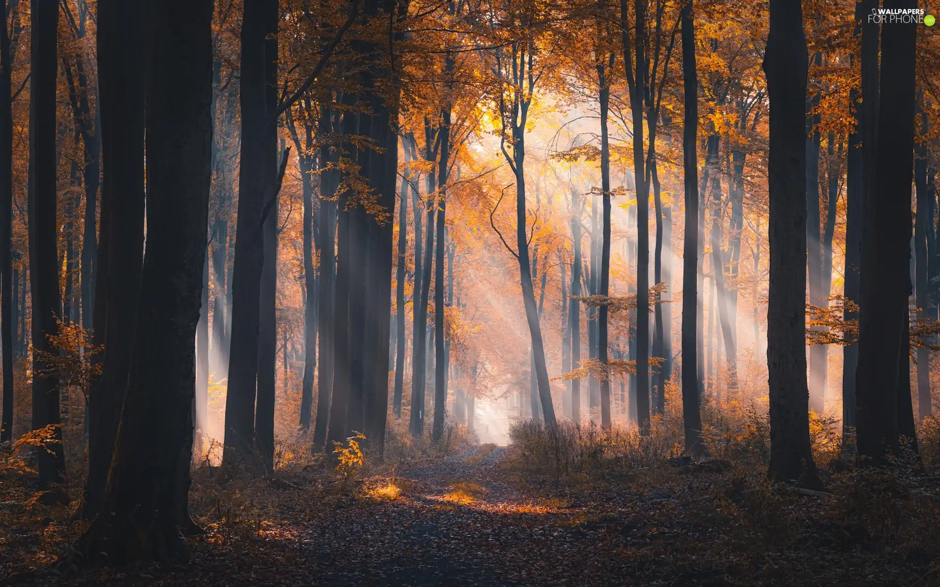 Leaf, autumn, viewes, Yellowed, forest, trees, light breaking through sky