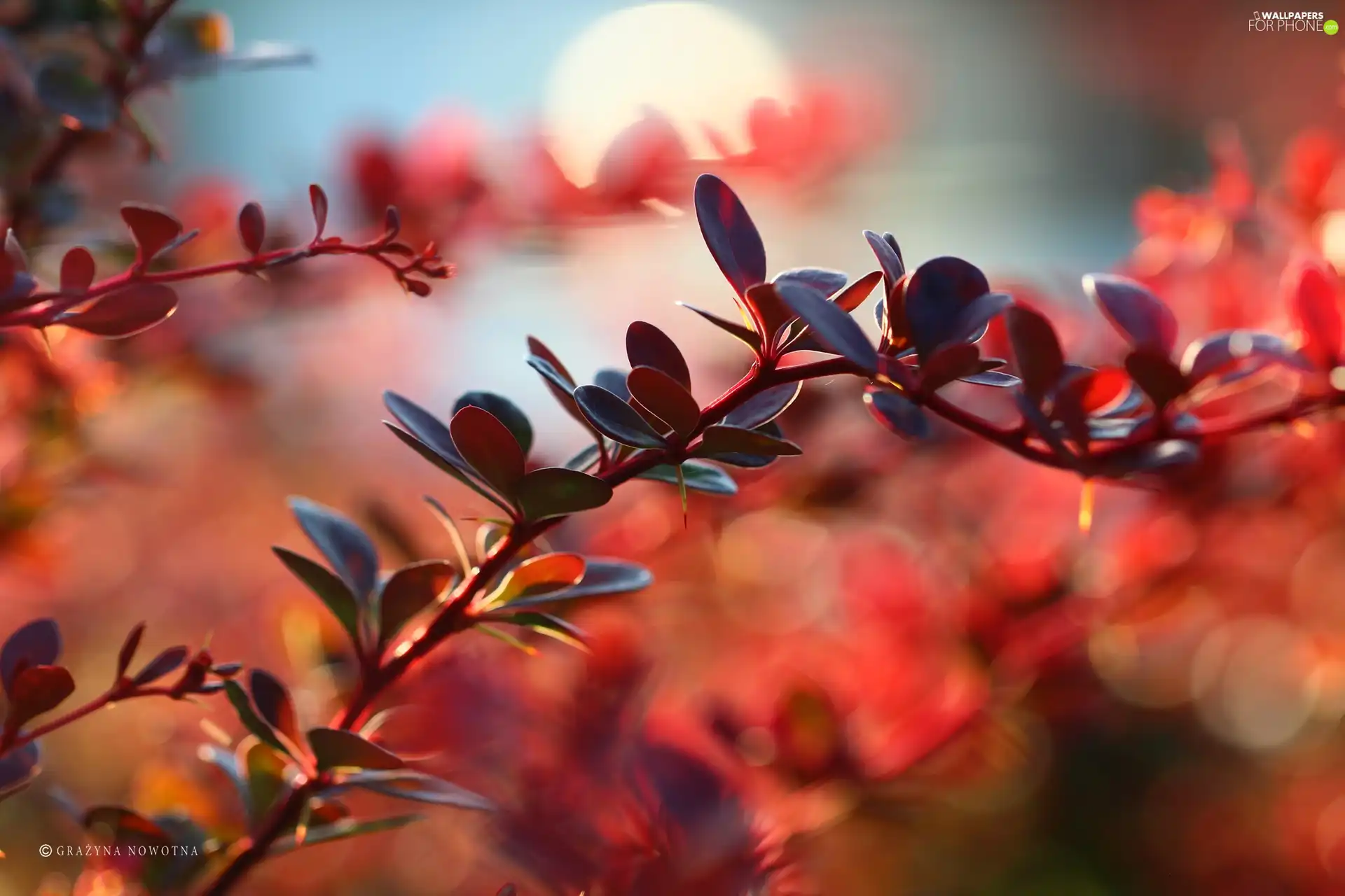 Berberis Thunbergii, Red, Leaf, Bush