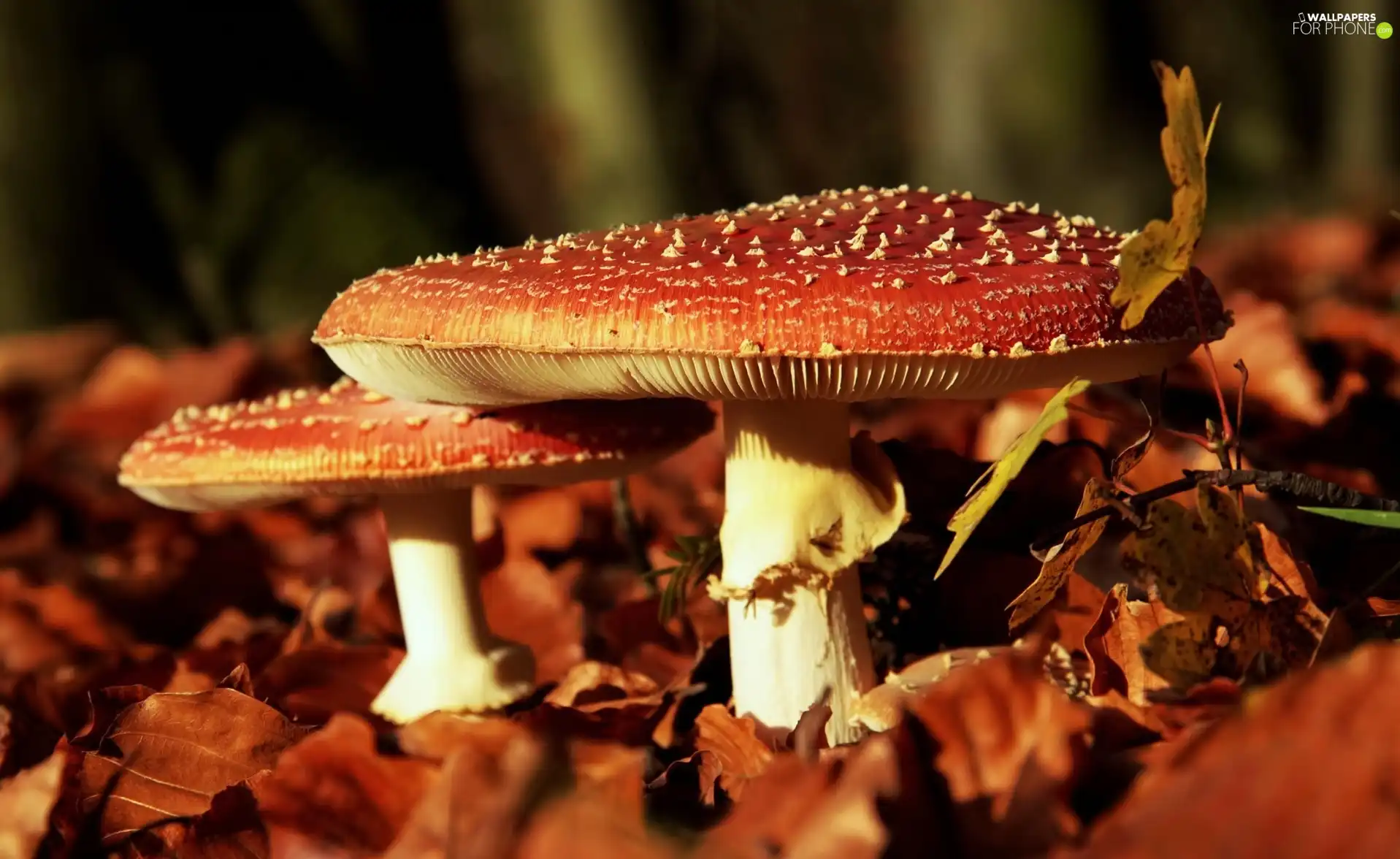 Leaf, mushrooms, toadstools