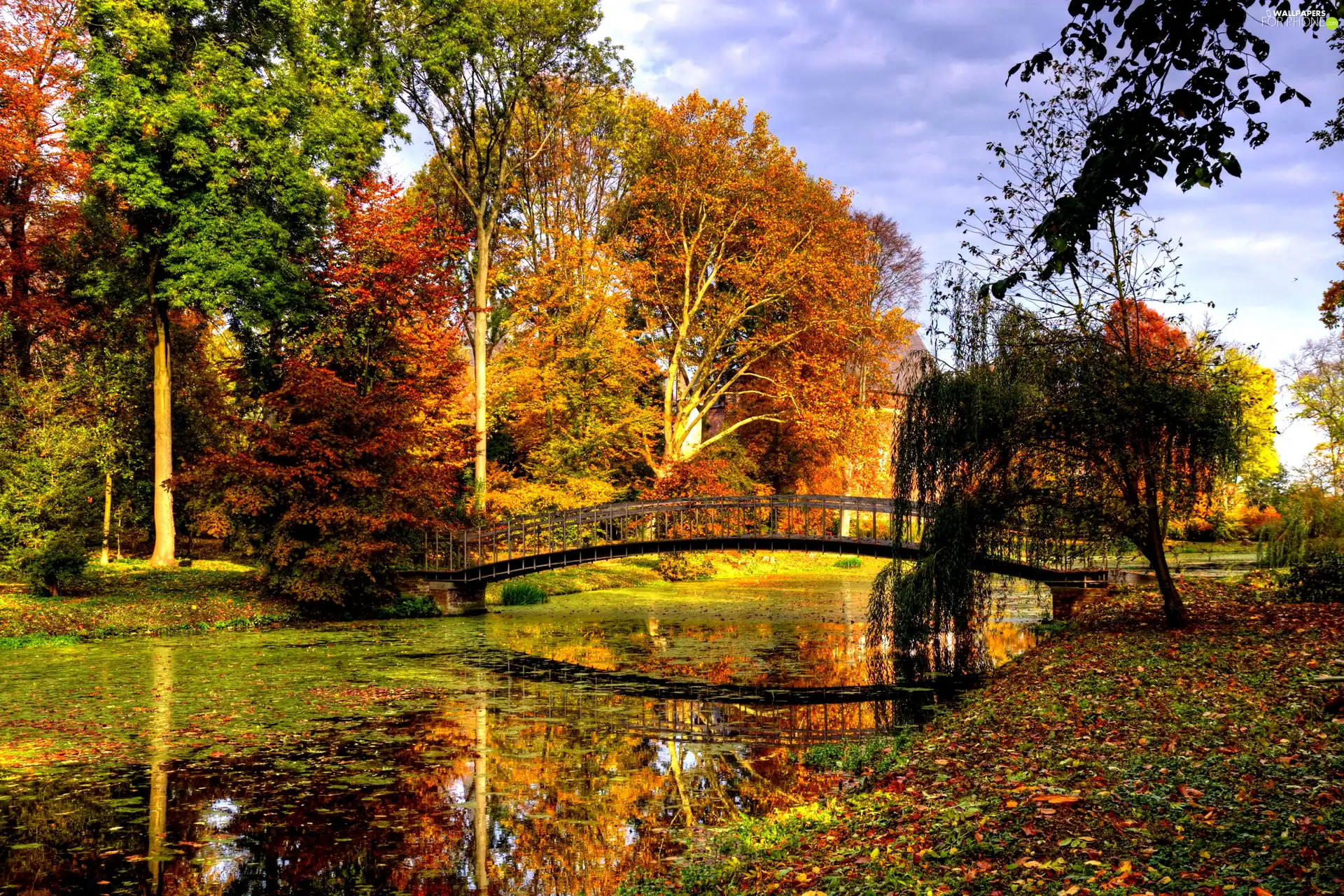 trees, bridge, Leaf, viewes