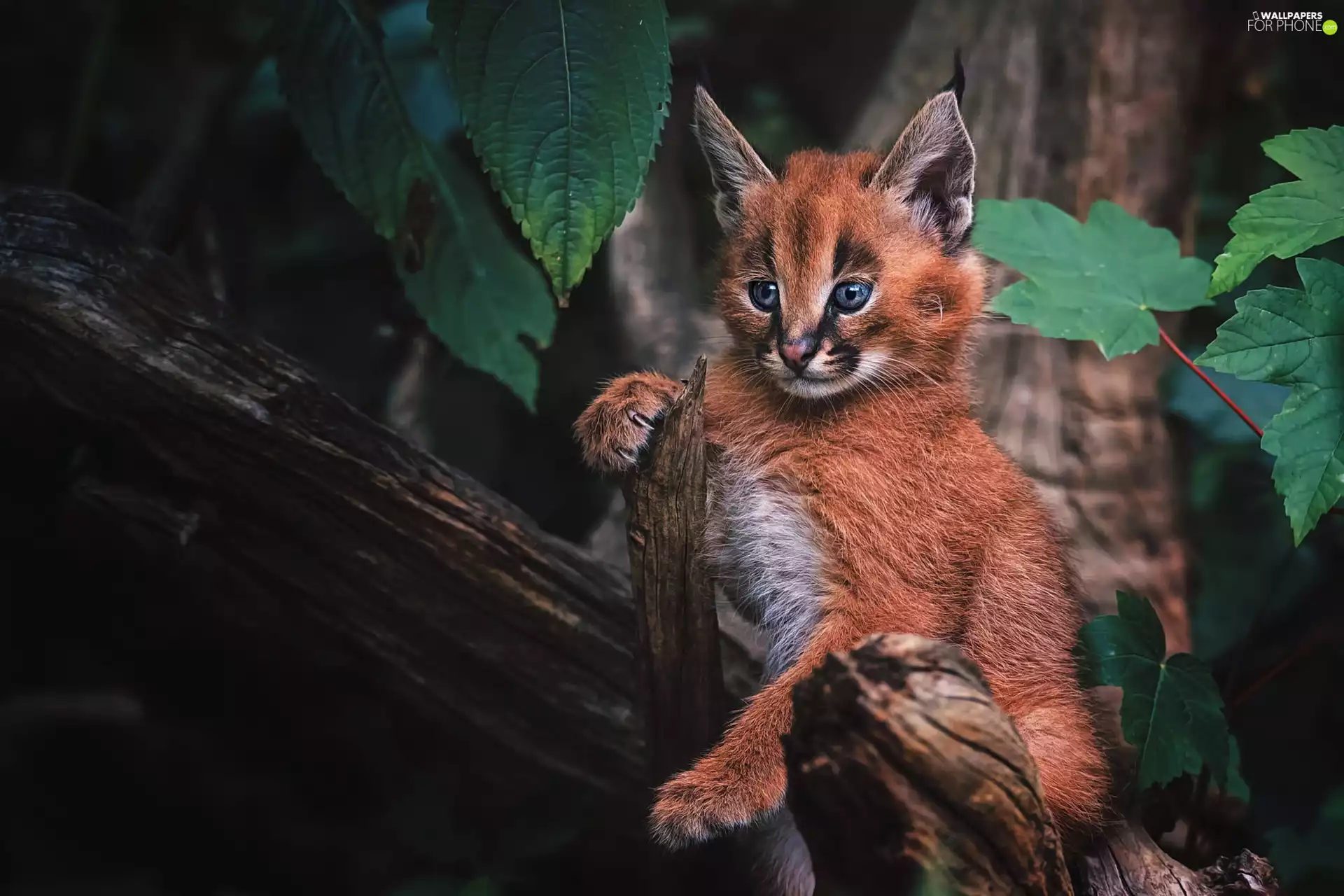 Leaf, Caracal, trees