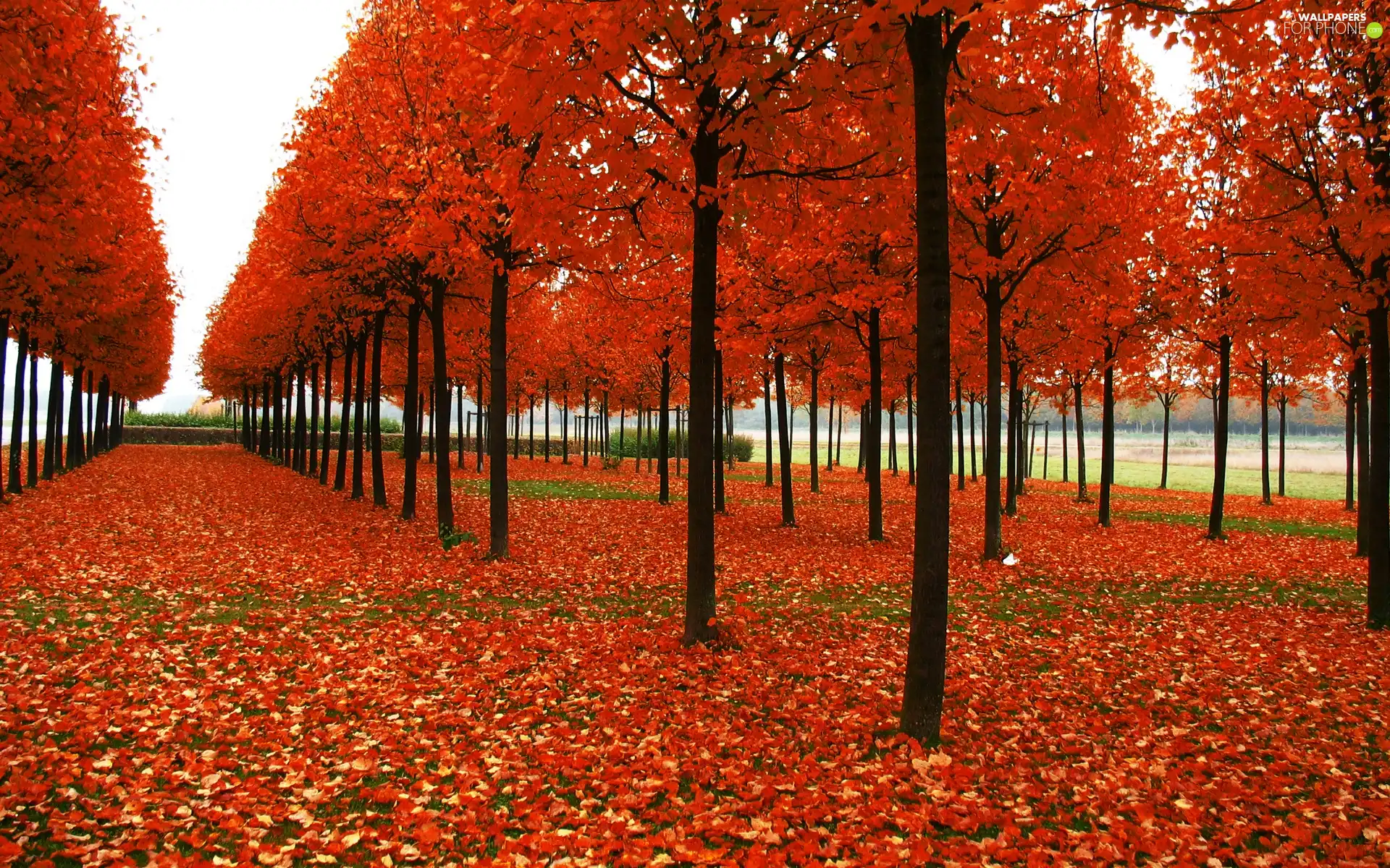 trees, color, Leaf, viewes