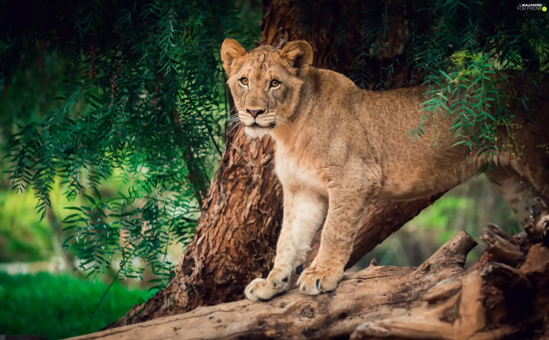 Leaf, Lioness, trees
