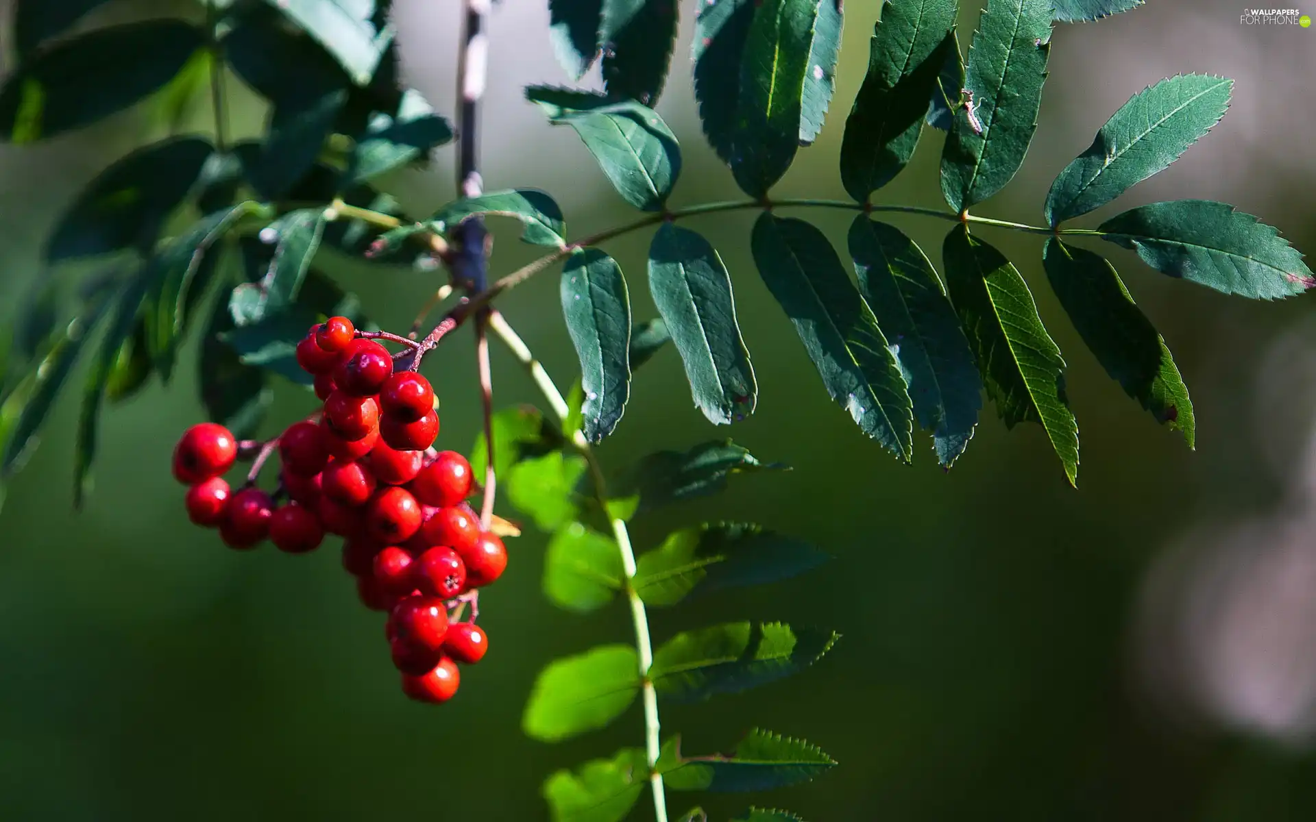 trees, Plant, Leaf, branch