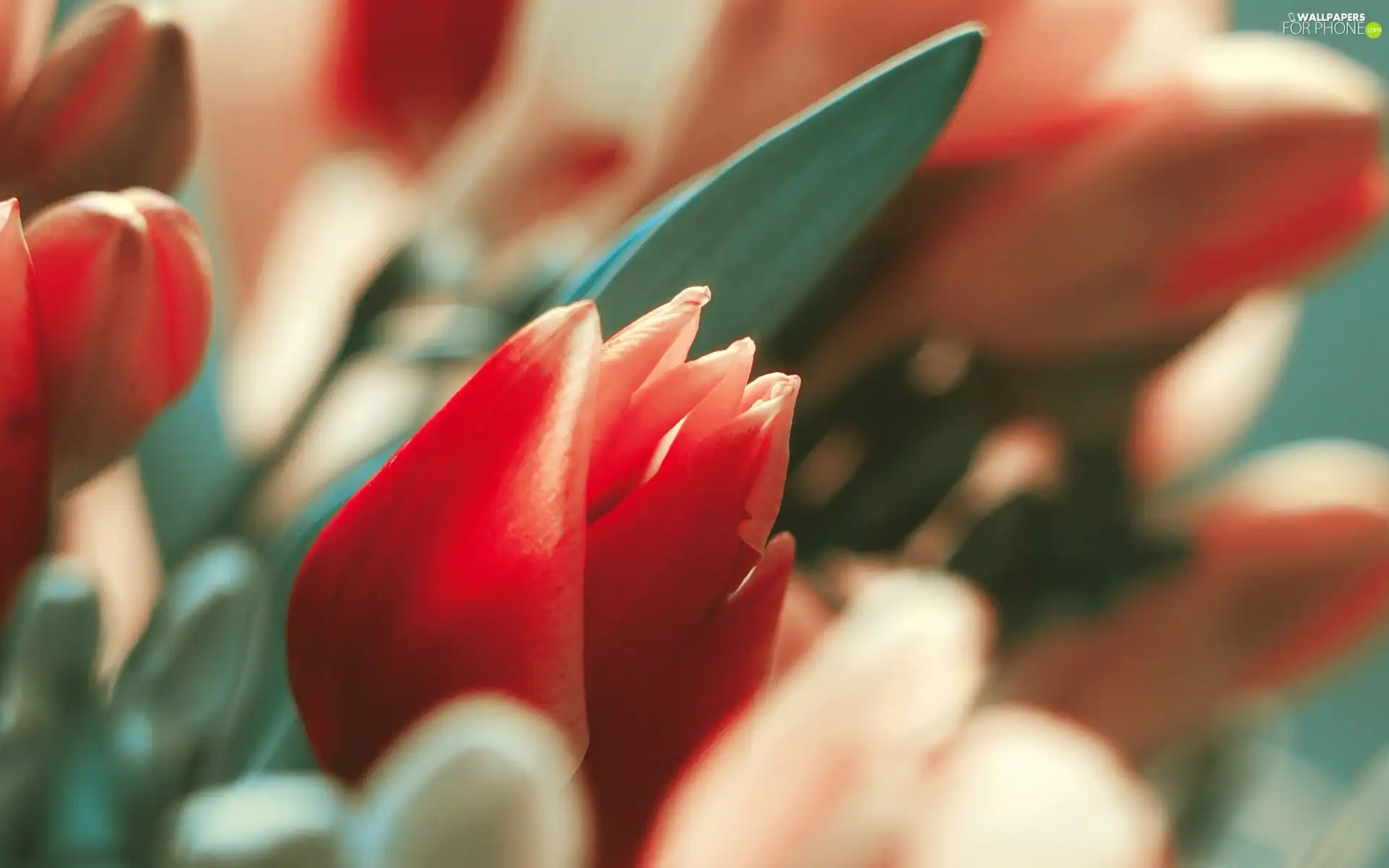 leaf, Red, Tulips