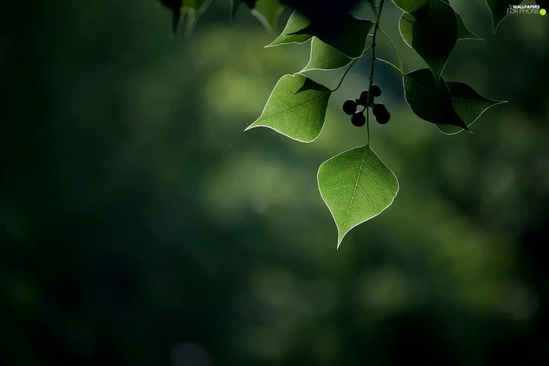 twig, Leaf