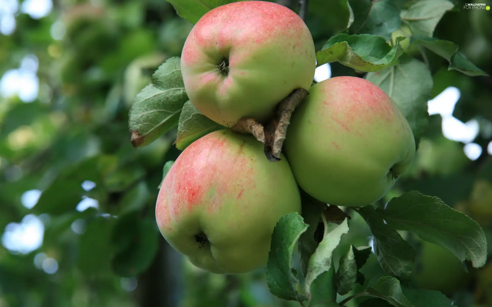 Leaf, apples, twig