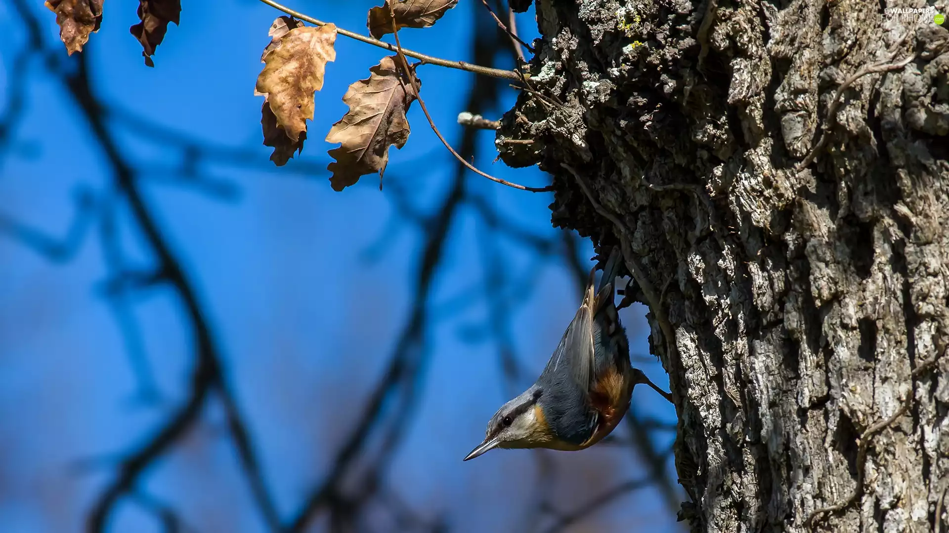 trees, Bird, Twigs, Leaf, oak, Eurasian nuthatch